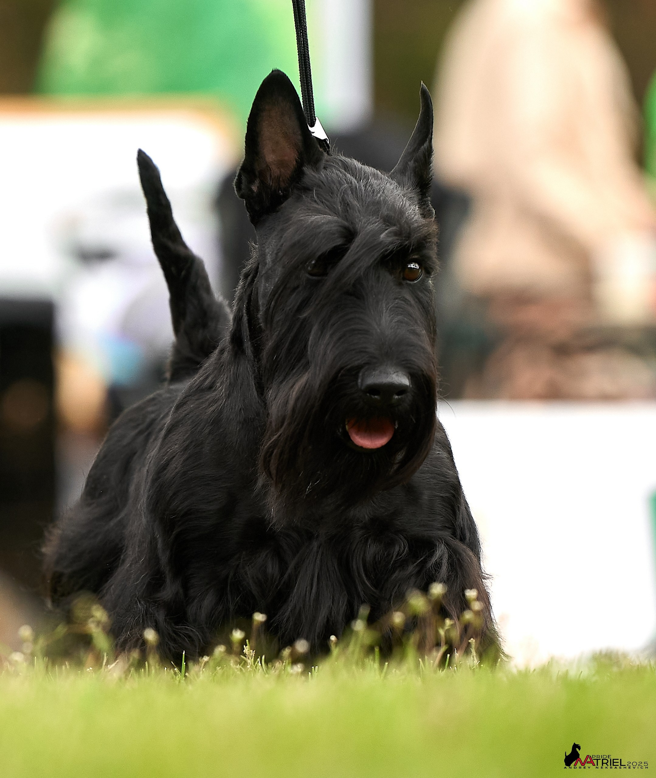 Выставка собак Суздаль-Владимир