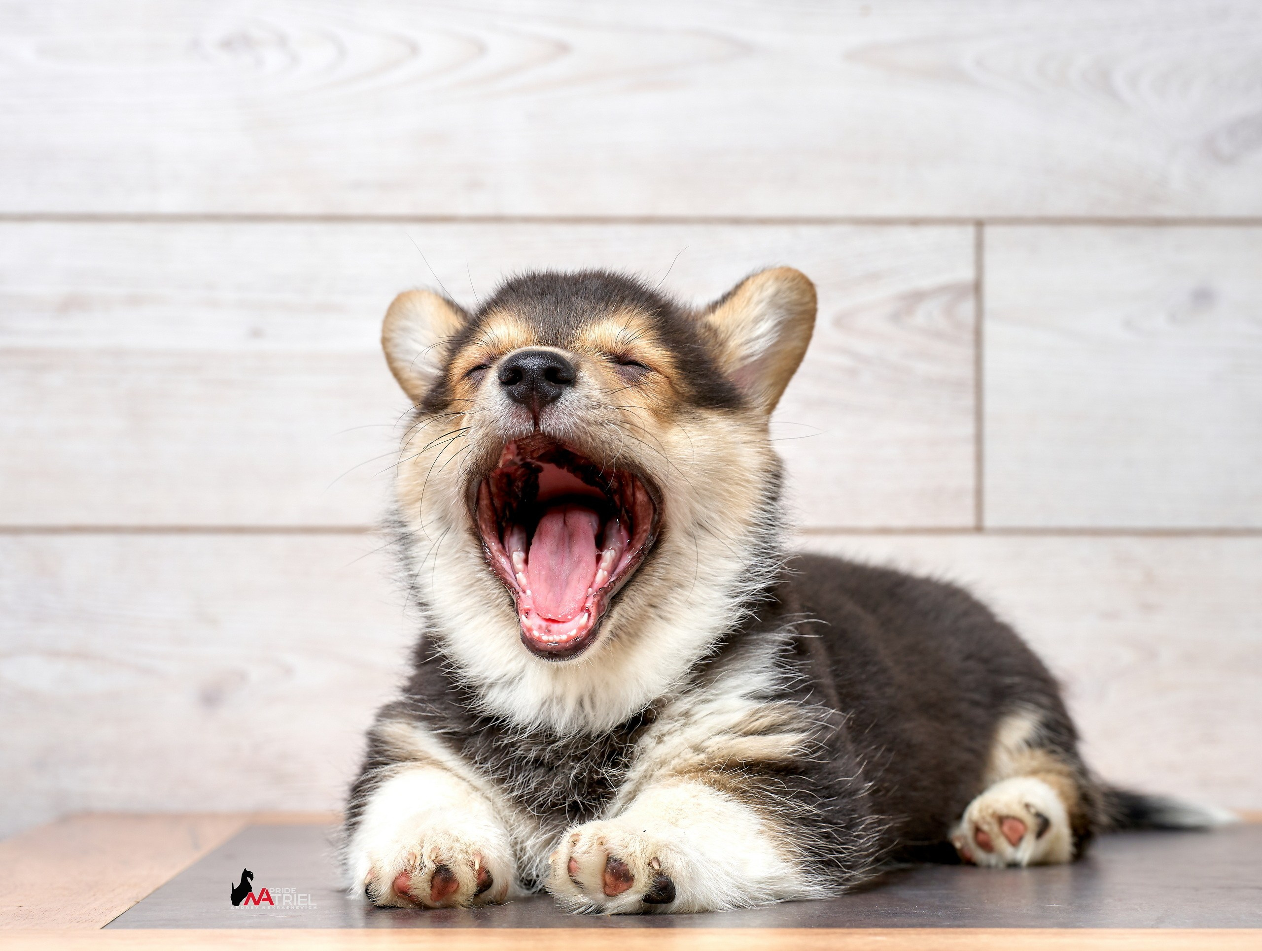 Щенки дома — галерея NATRIEL