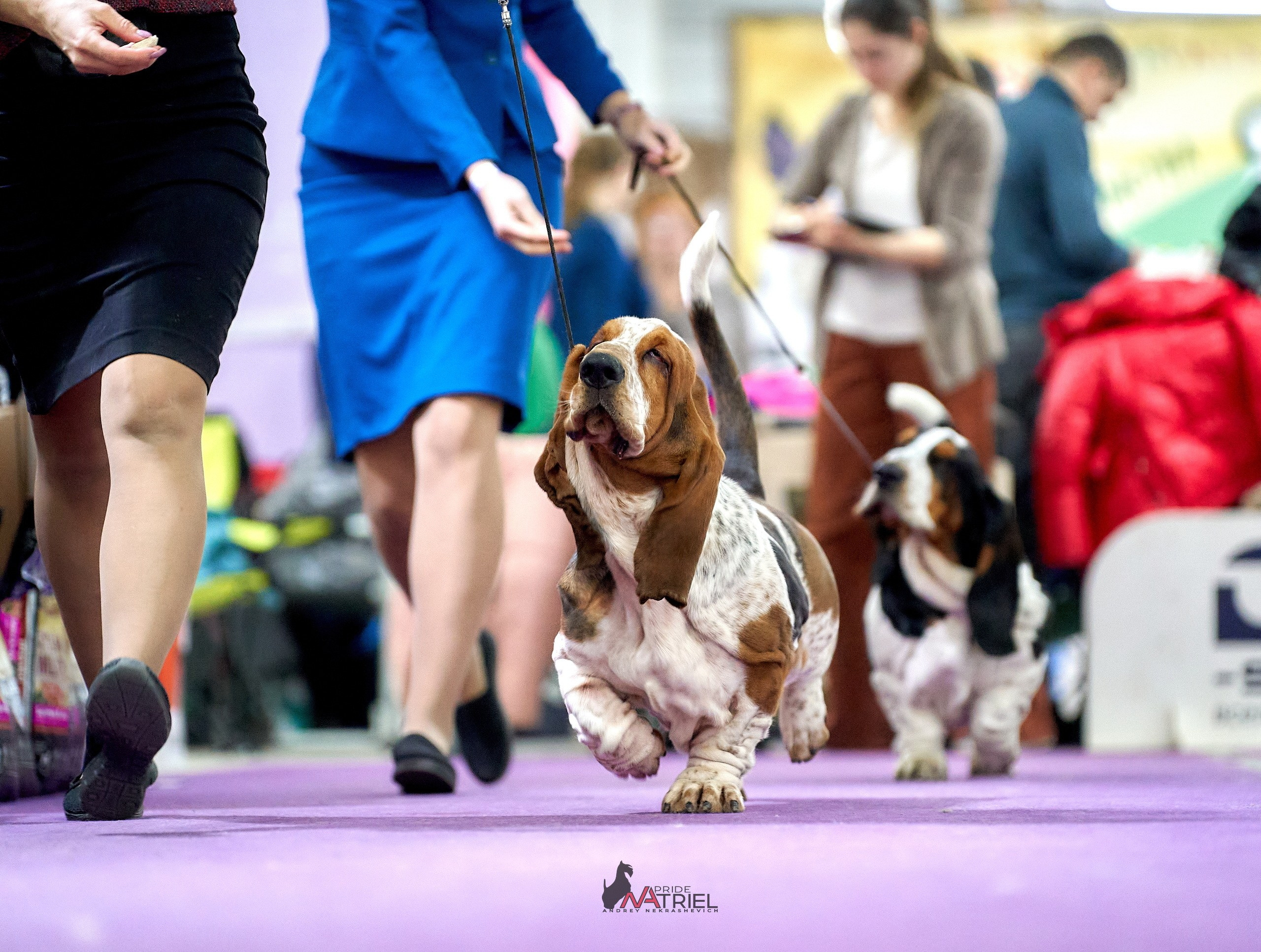 Работа в рингах — галерея NATRIEL