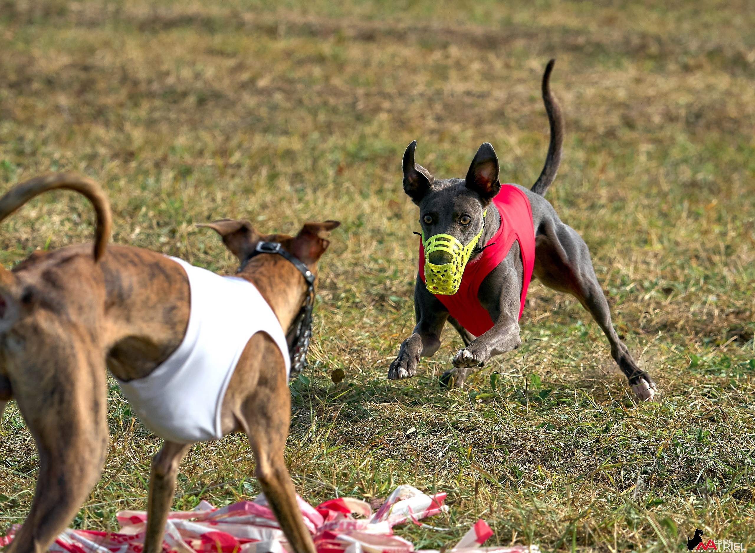 Съемка курсинг — галерея NATRIEL