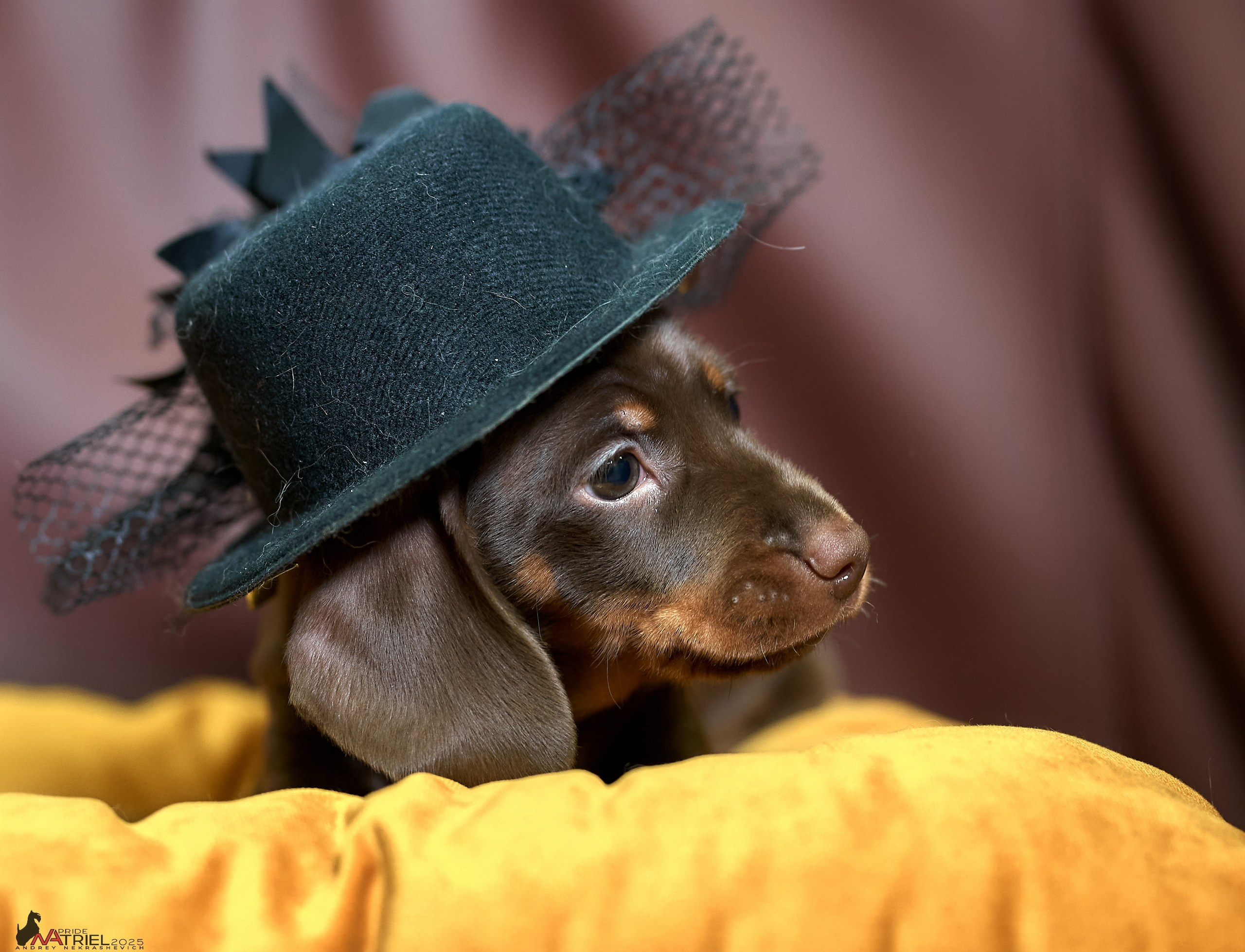 Съемка щенков таксы с мобильным светом