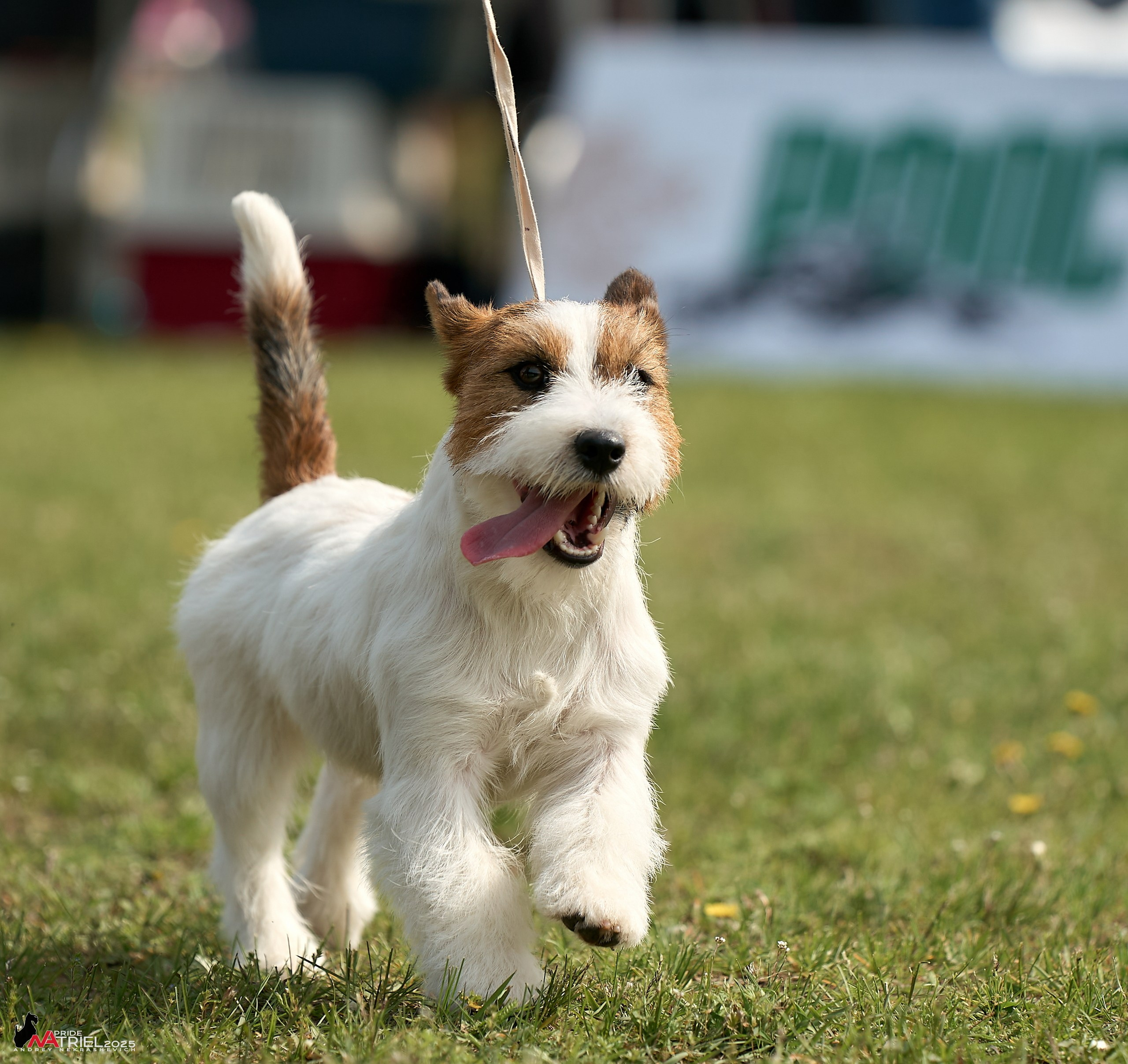 Выставка собак Суздаль-Владимир