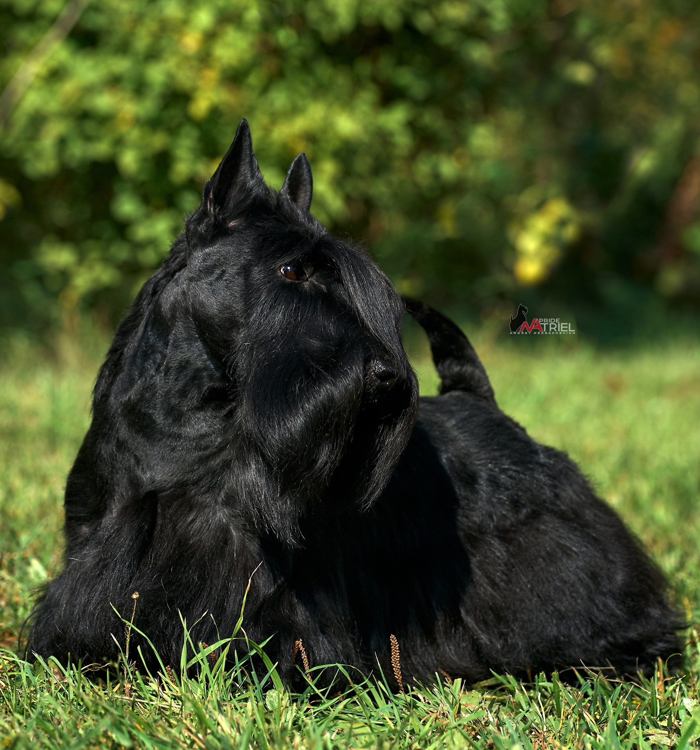 Портреты собак — галерея NATRIEL