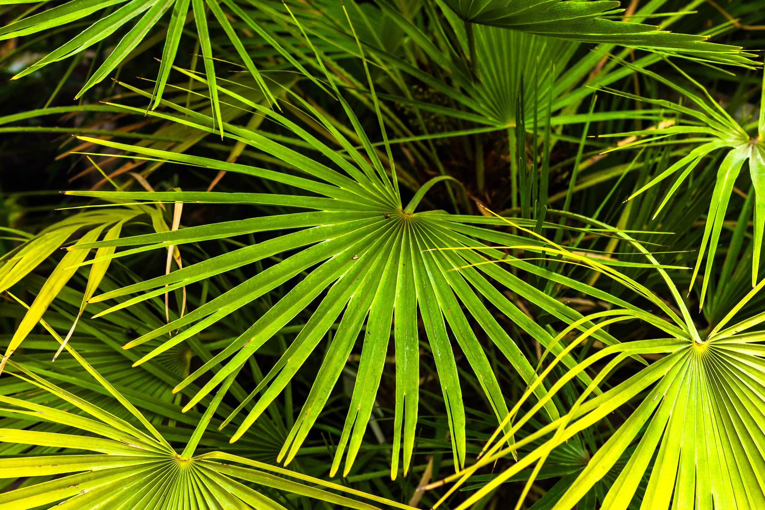 Фотографии природы Липецка. Свадебный и семейный фотограф Виолетта в Липецке