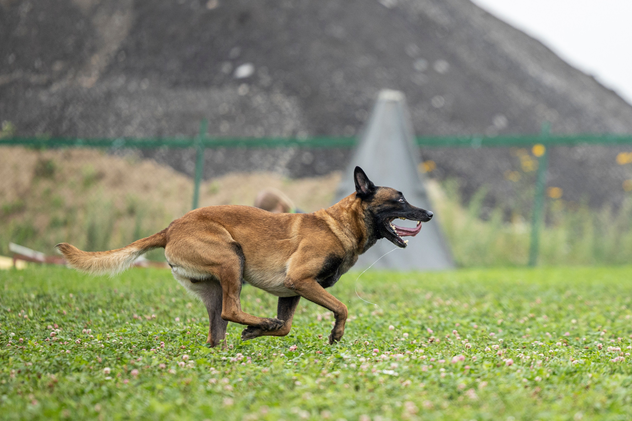 Соревнования по Мондьорингу г. Вологда 10-11.08.2024. Фотограф-анималист Анна Маринич