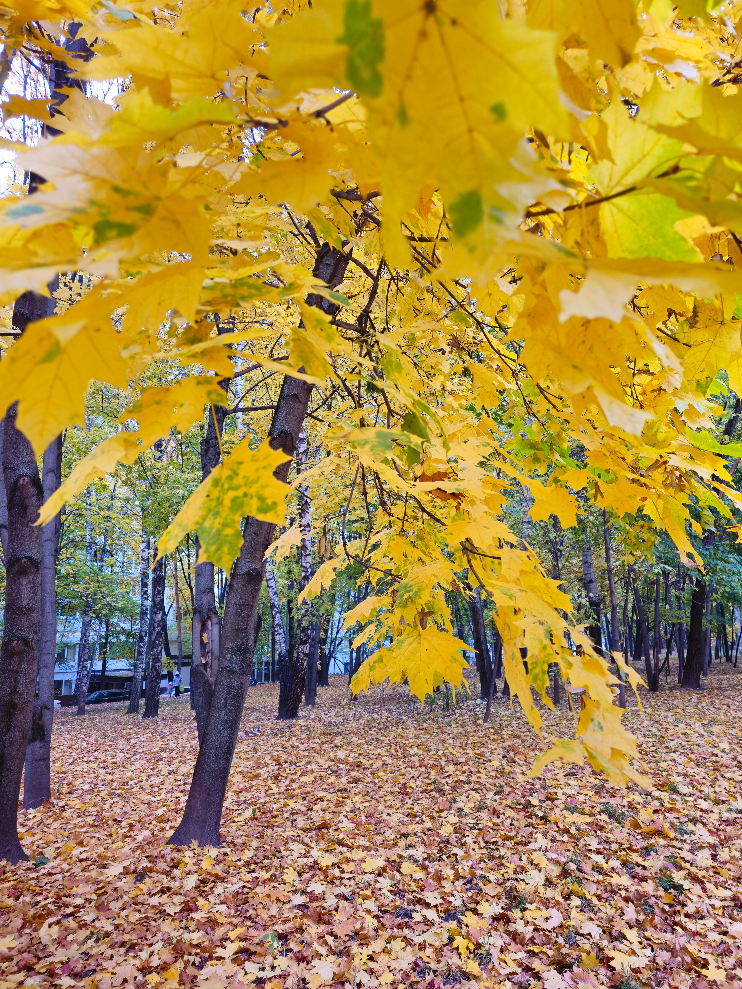 Снимок, где в правом верхнем углу висит гроздь ярко-желтых кленовых листьев. На земле лежит сплошной слой опавшей листвы. На заднем плане видны стволы деревьев и проглядывающий белый фасад жилого здания. Ветки желтого клена на фоне осеннего леса и городского здания. Земля покрыта опавшими листьями.