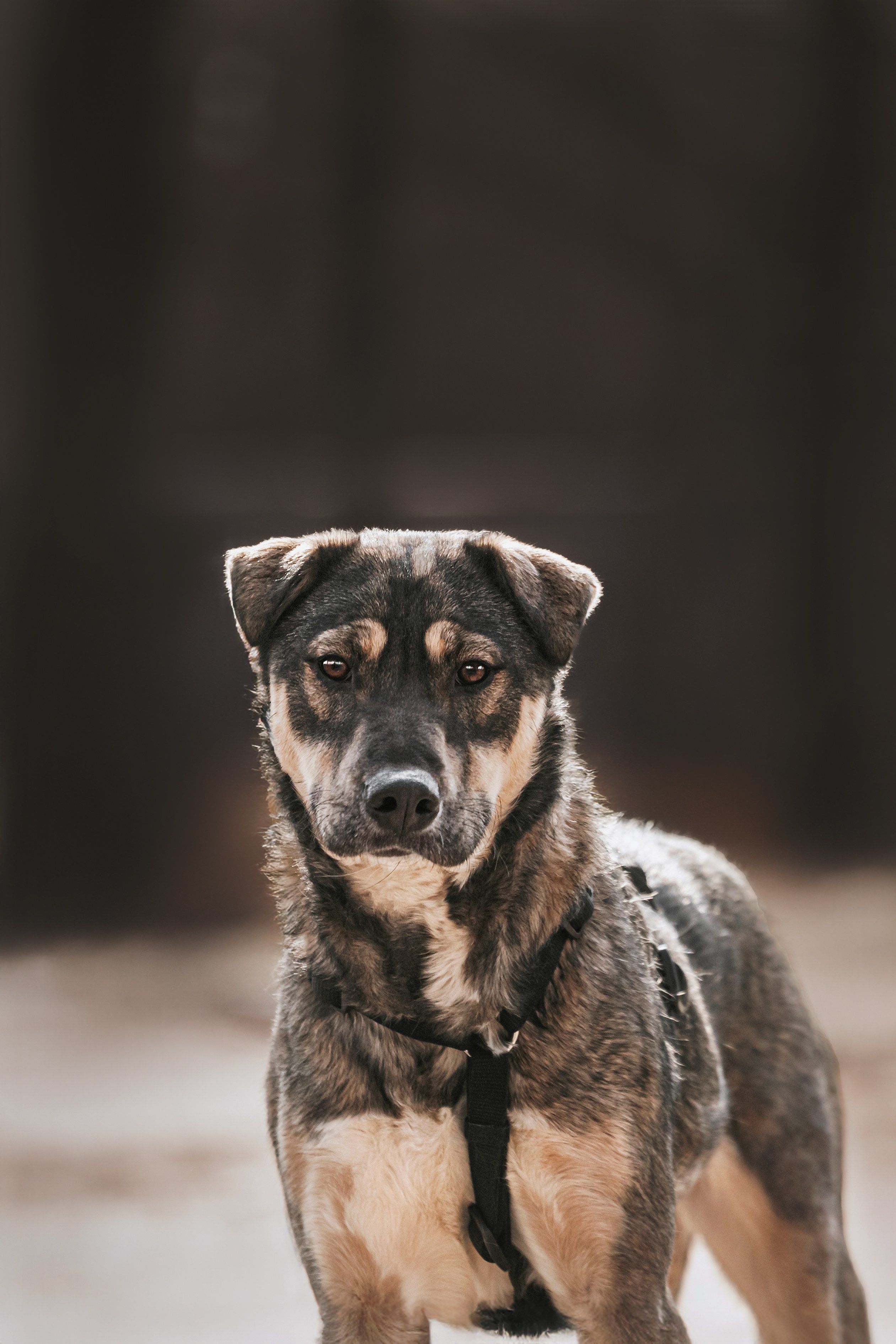 Собаки из приюта Дубовая роща весна 2025. Фотограф-анималист Татьяна Степанова