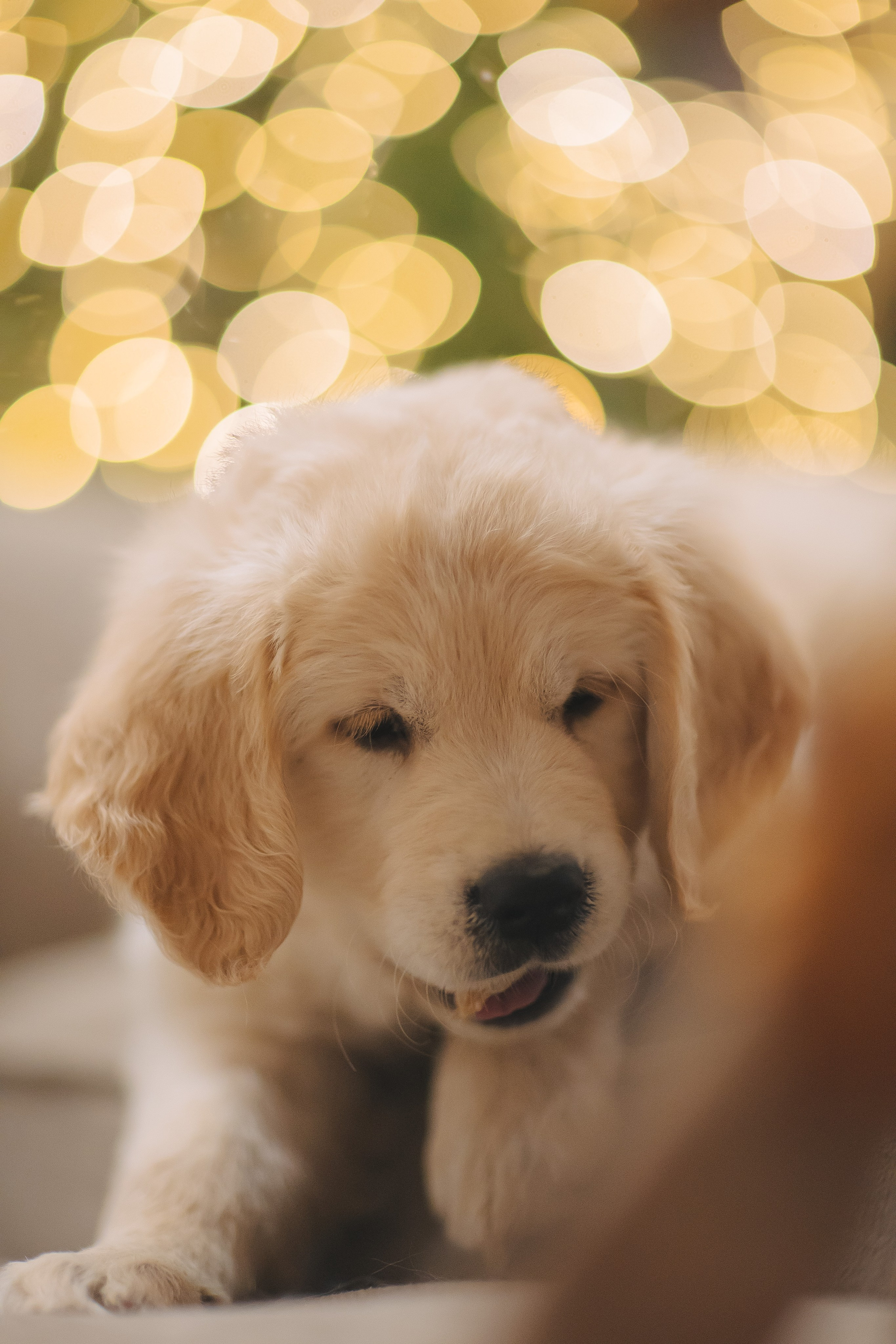 Снежик и Веста, НГ. Свадебный и женский фотограф