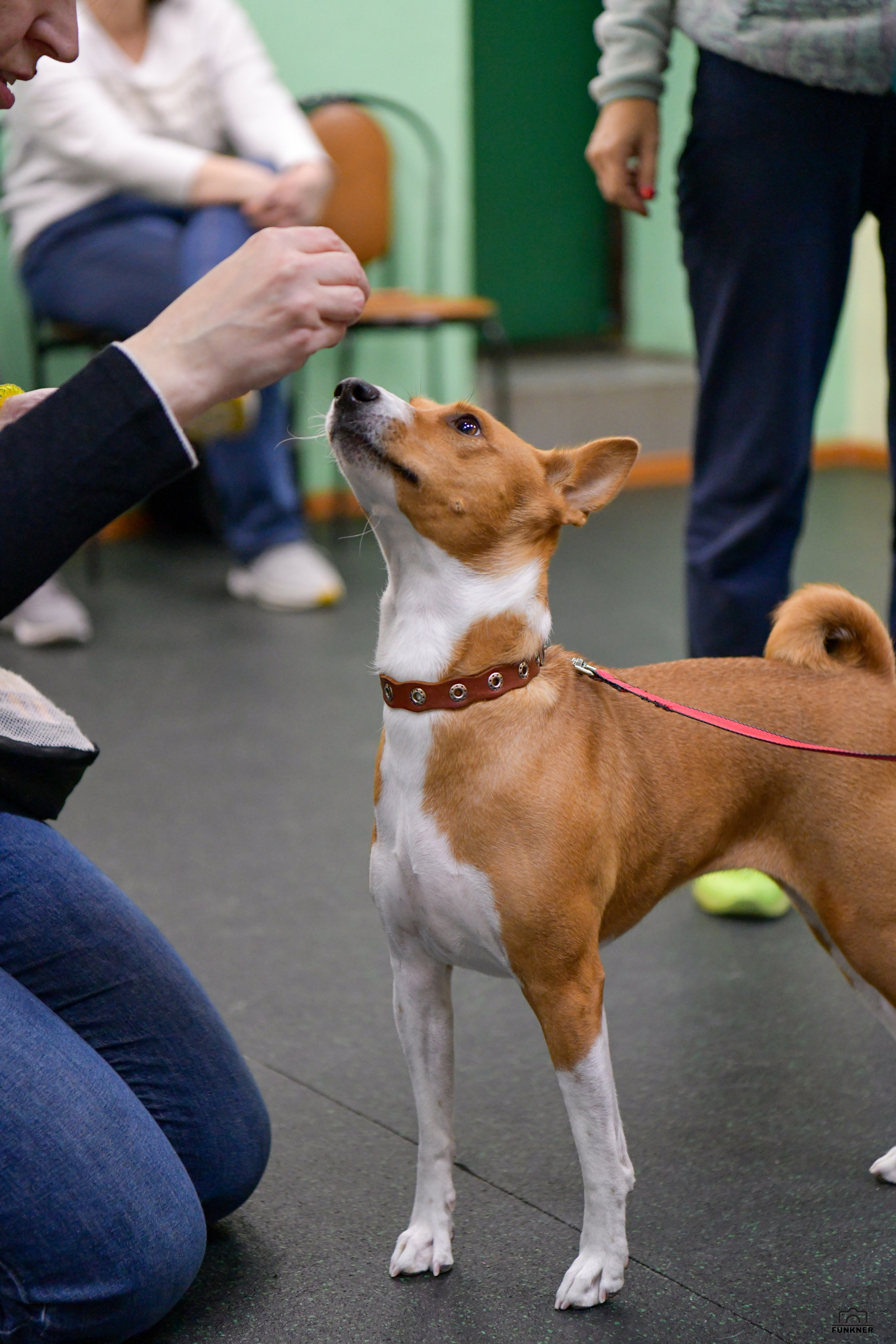 Кинологический клуб «Бодрый хвост». Свой взгляд через объектив