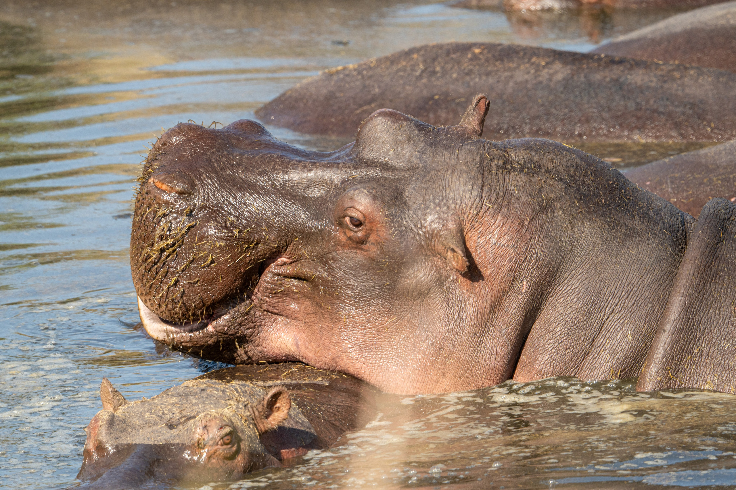 Танзания, сафари, 2025. Творческие сьемки
