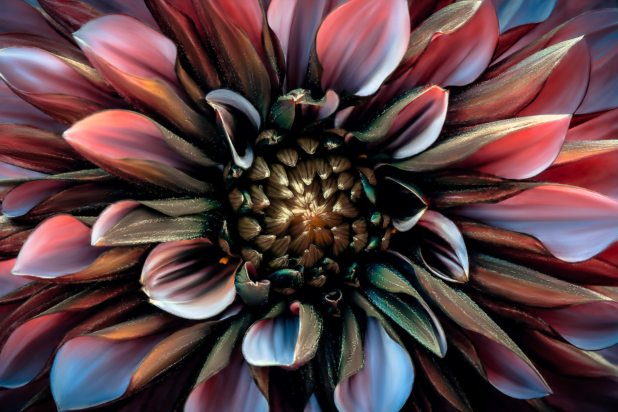 COLOURED FLOWERS. Eirene G |  Photoartist | Flowers from my garden