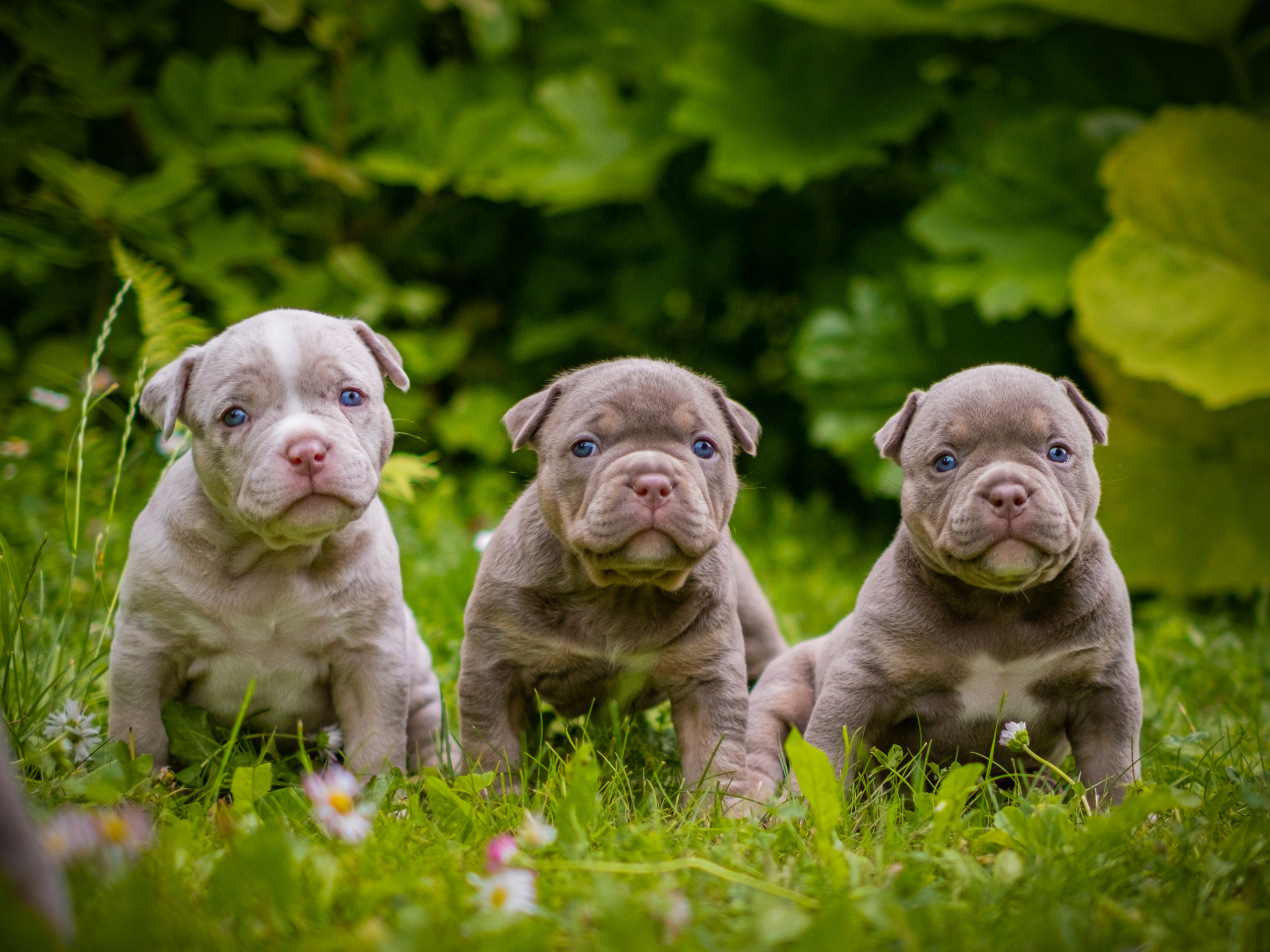 Американские булли для Ирины. Зоофотограф, фотограф животных в Москве и области Дина Дамоцева