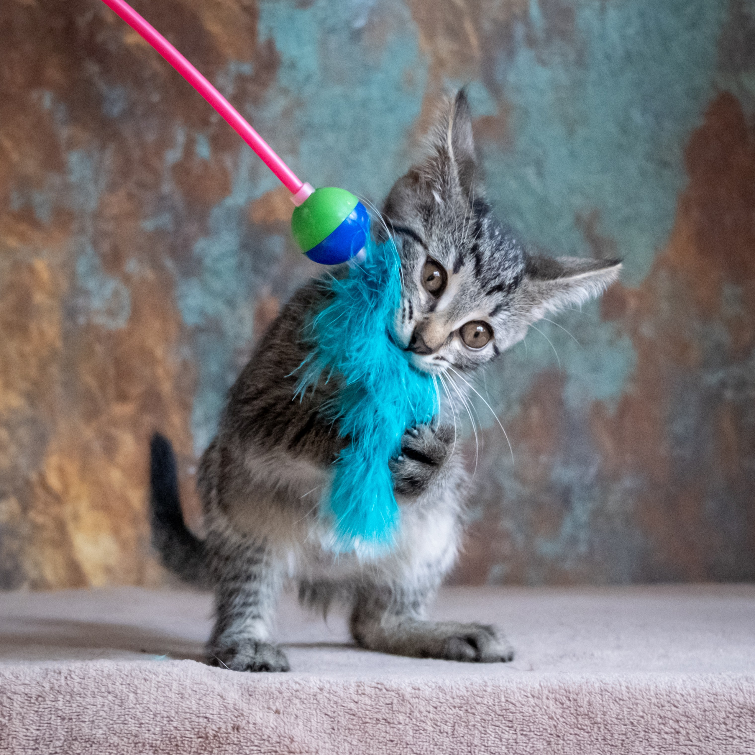 Котята для Дианы. Зоофотограф, фотограф животных в Москве и области Дина Дамоцева