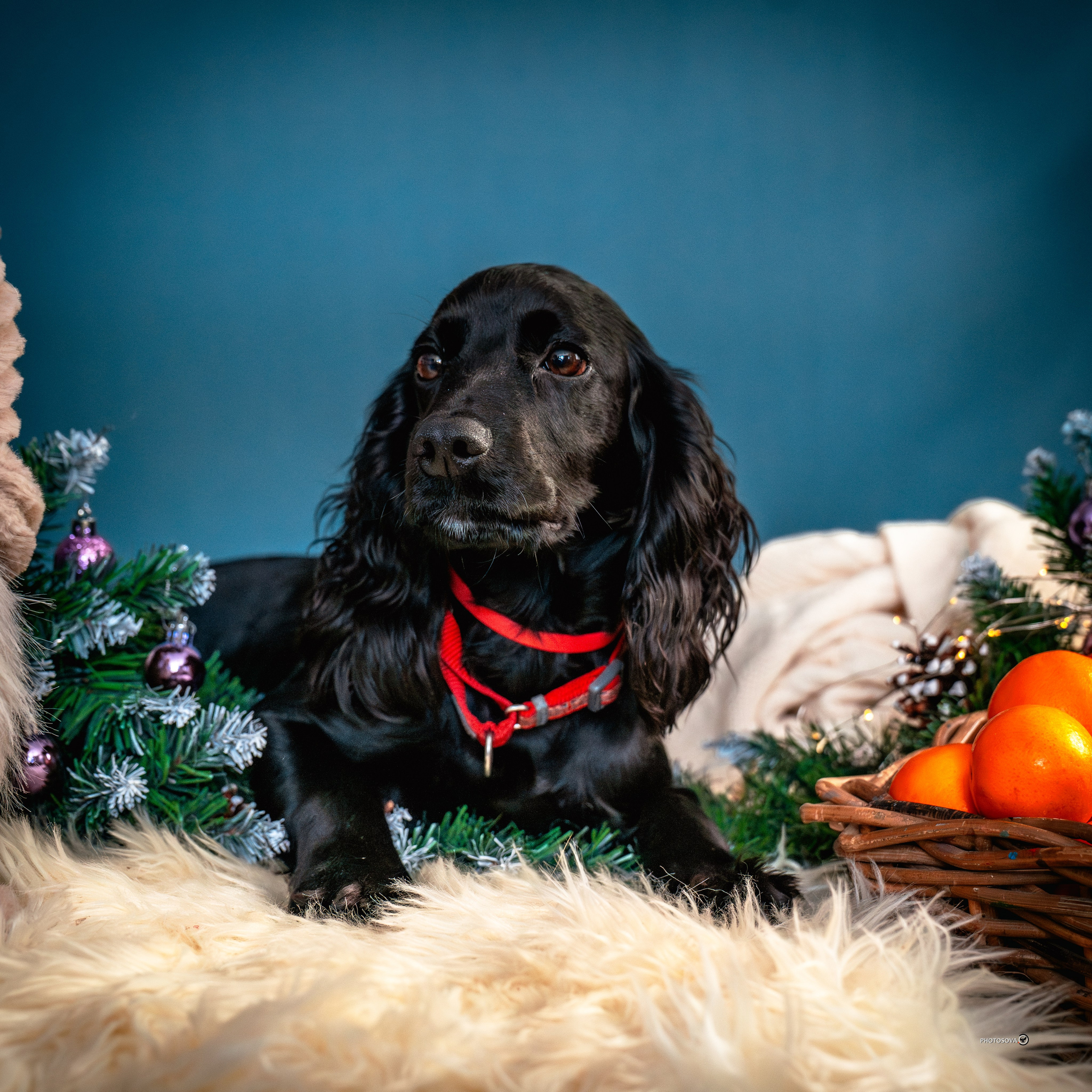 ФОТОПАМЯТЬ ВАШИХ ЭМОЦИЙ. Фотограф-анималист, семейный фотограф в Москве и Подмосковье. Фотосъёмка кинологических дисциплин