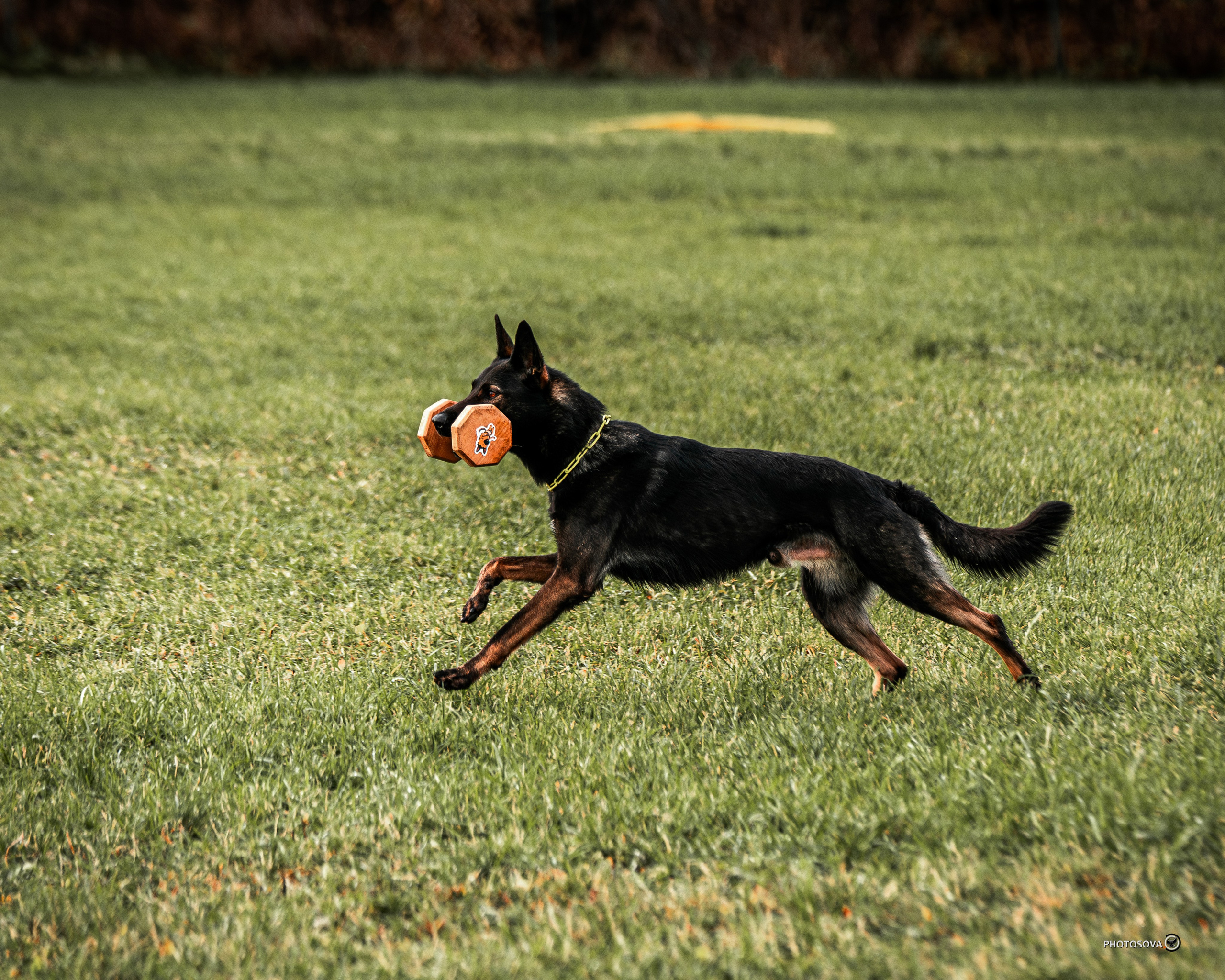 МЫ — КОМАНДА (соревнования) OKD, BH, IBGH, IGP. Фотограф-анималист, семейный фотограф в Москве и Подмосковье. Фотосъёмка кинологических дисциплин