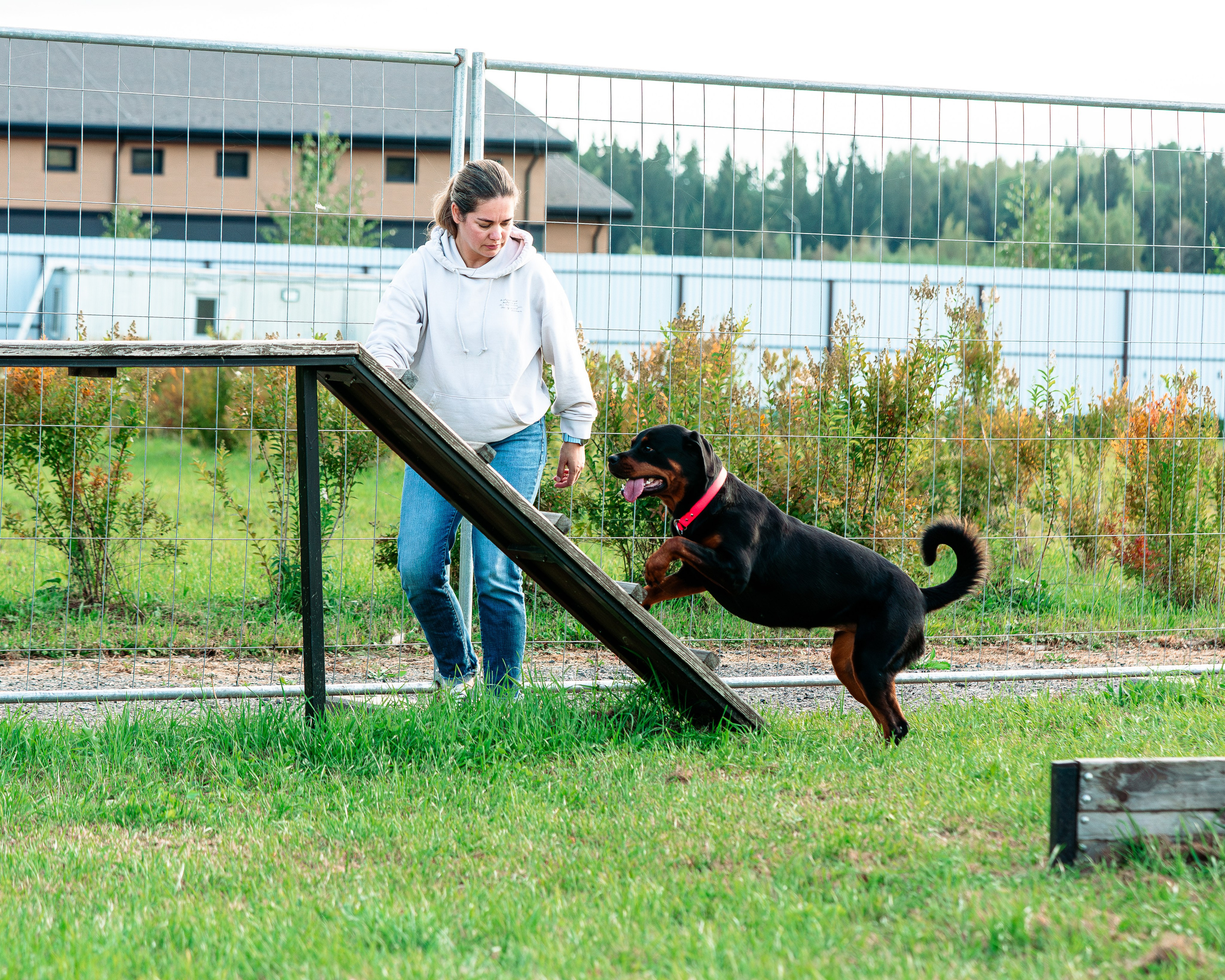 Ваш путь к ПОБЕДЕ (ТРЕНИРОВКИ). Фотограф-анималист, семейный фотограф в Москве и Подмосковье. Фотосъёмка кинологических дисциплин