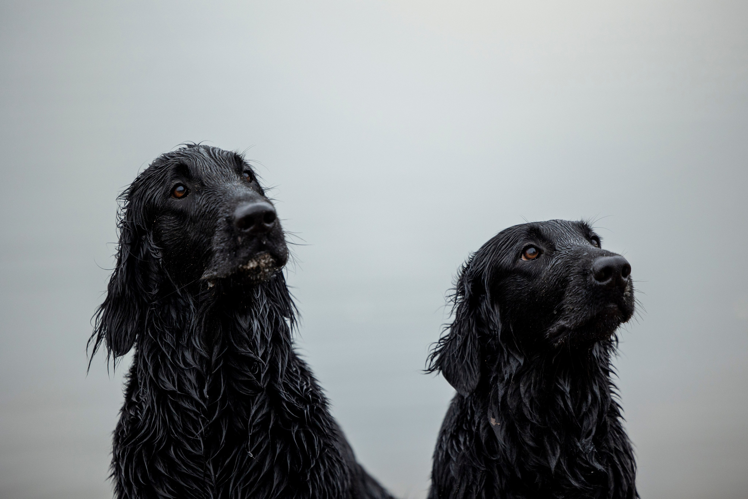 Ора, Ева, Рози и их семья. Фотограф — Анималист | Санкт-Петербург