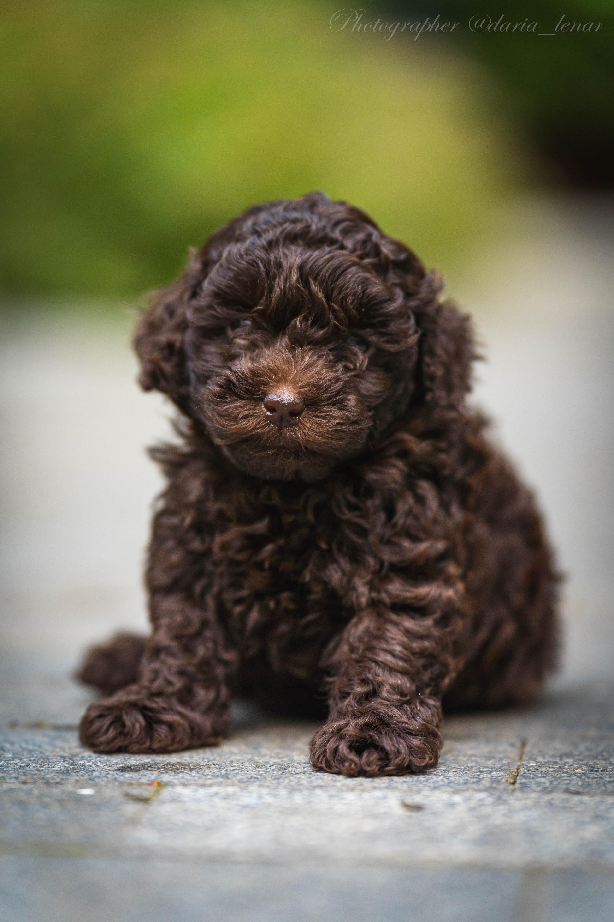 Питомник мини-пуделей. Фотограф в Москве Ленарская Дарья