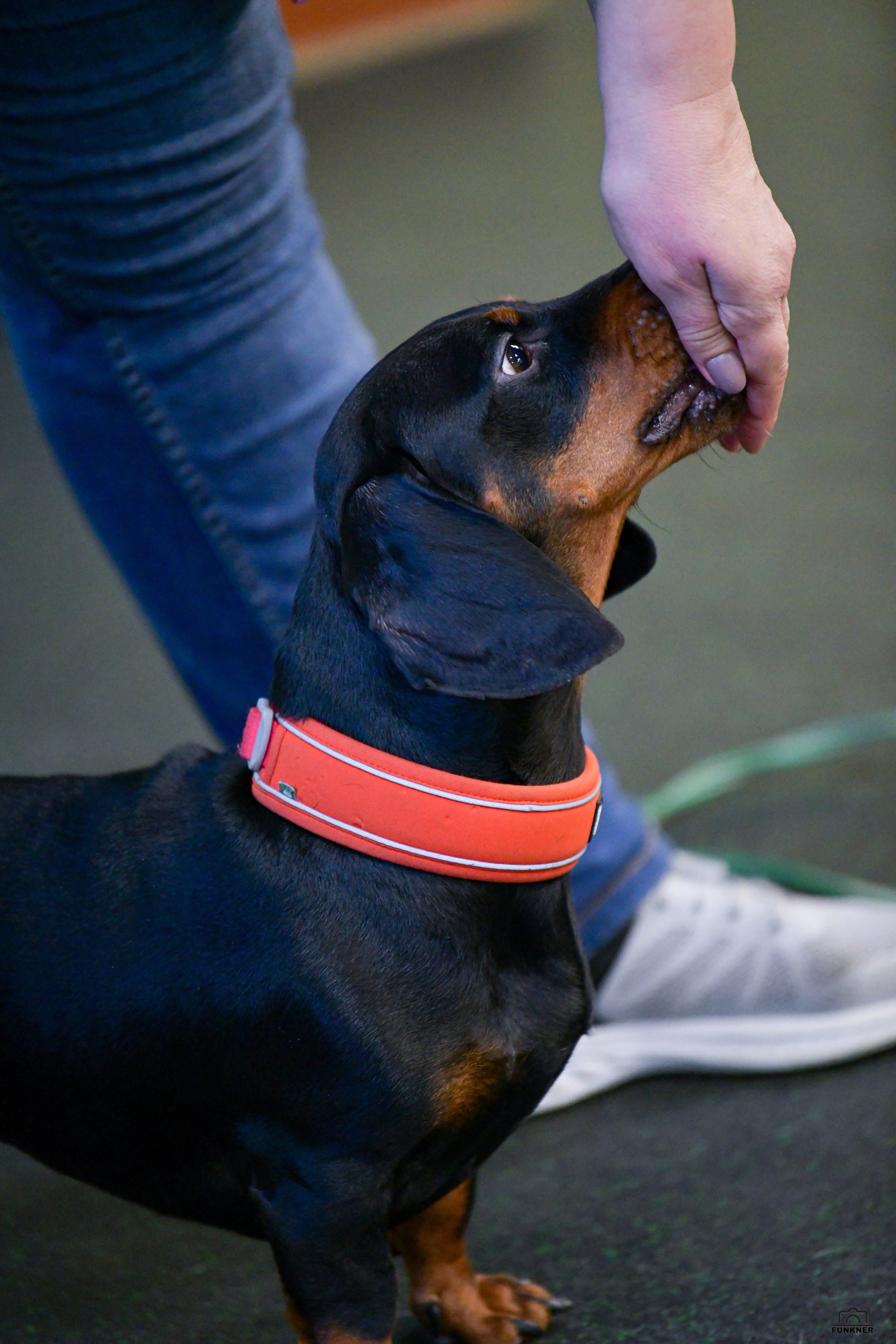 Кинологический клуб «Бодрый хвост». Свой взгляд через объектив