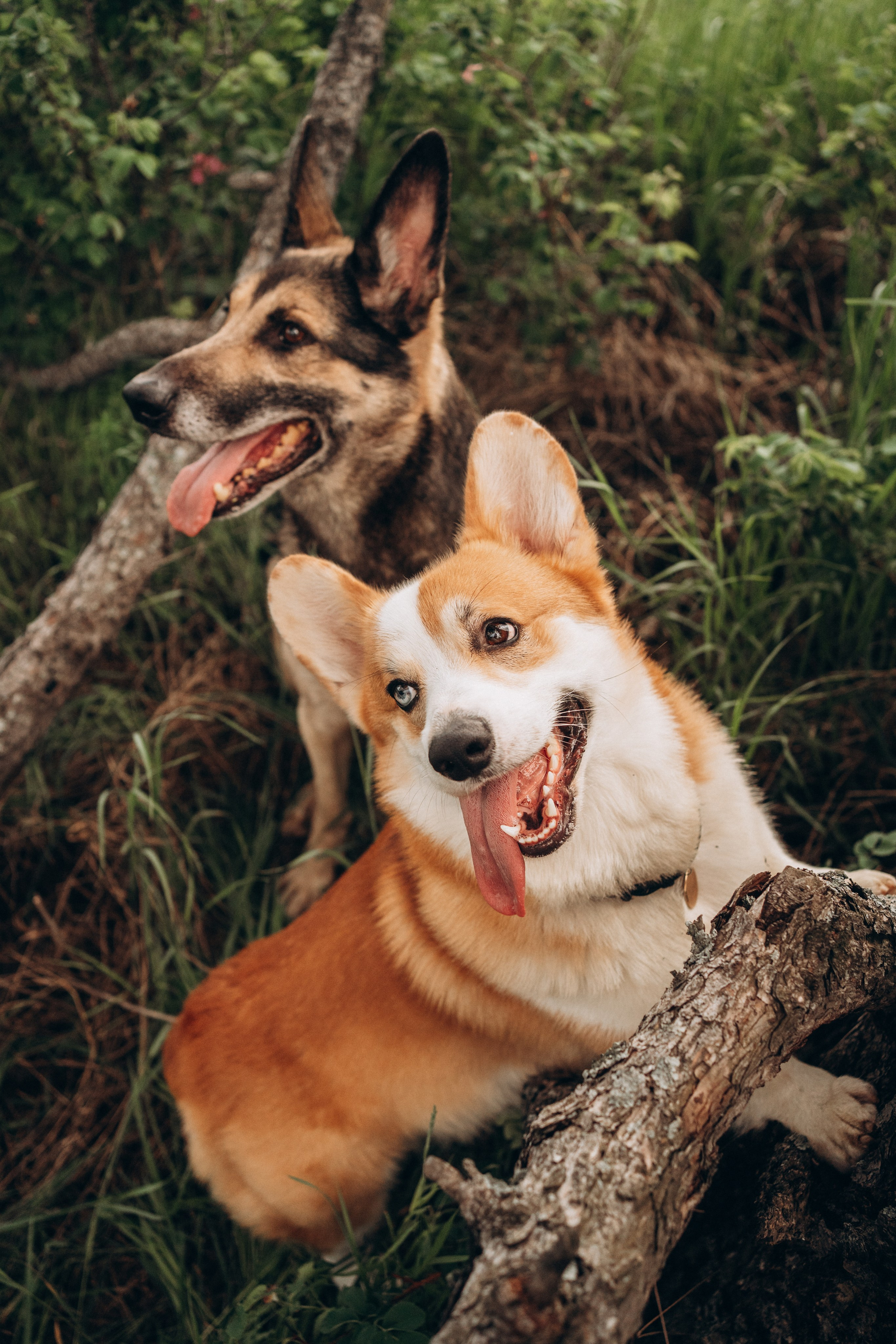 Алсу, Саша, Нага и Тако. Фотограф-анималист Анастасия Большакова