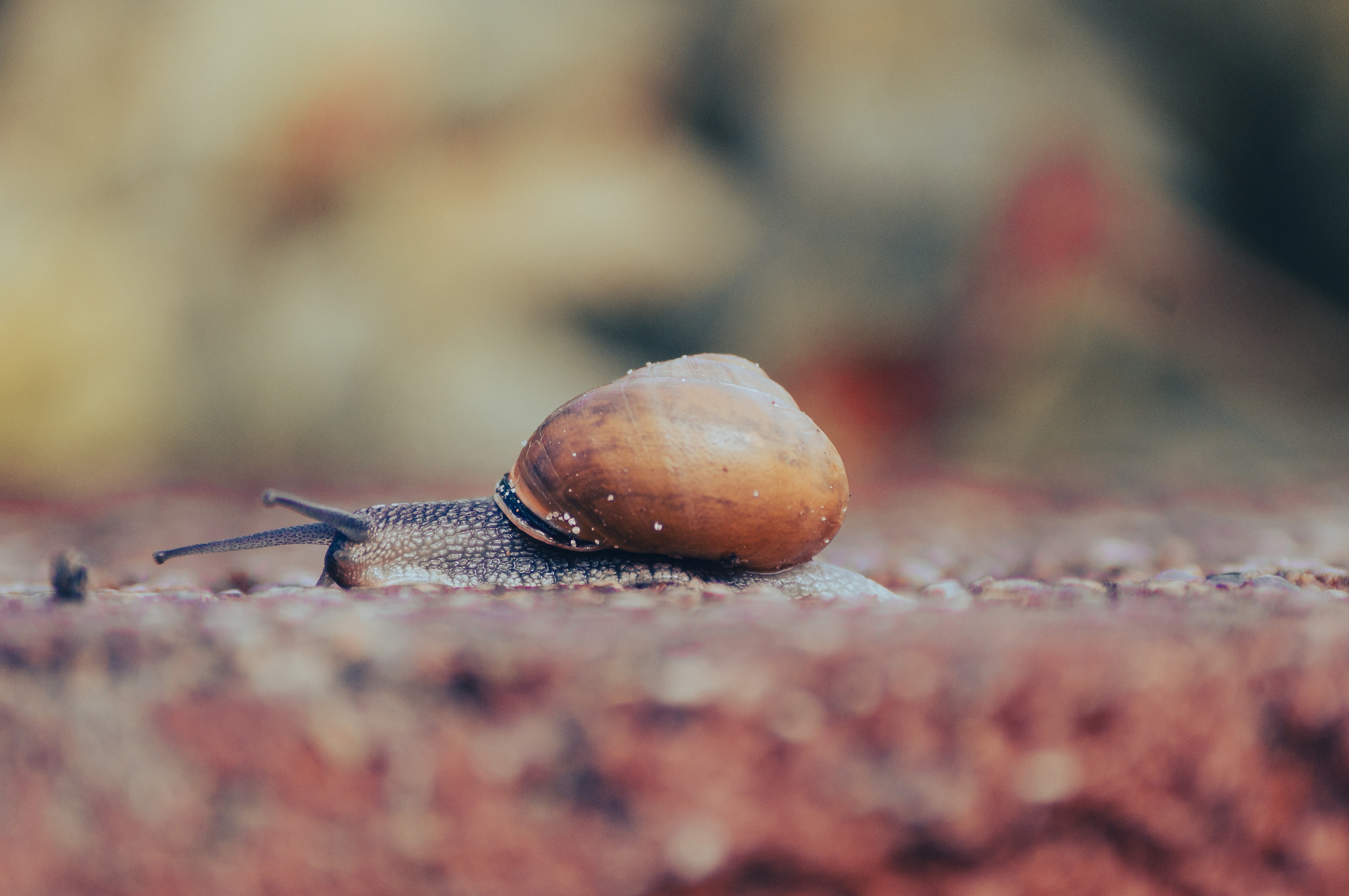 Калининград. Фотограф Шибков Константин