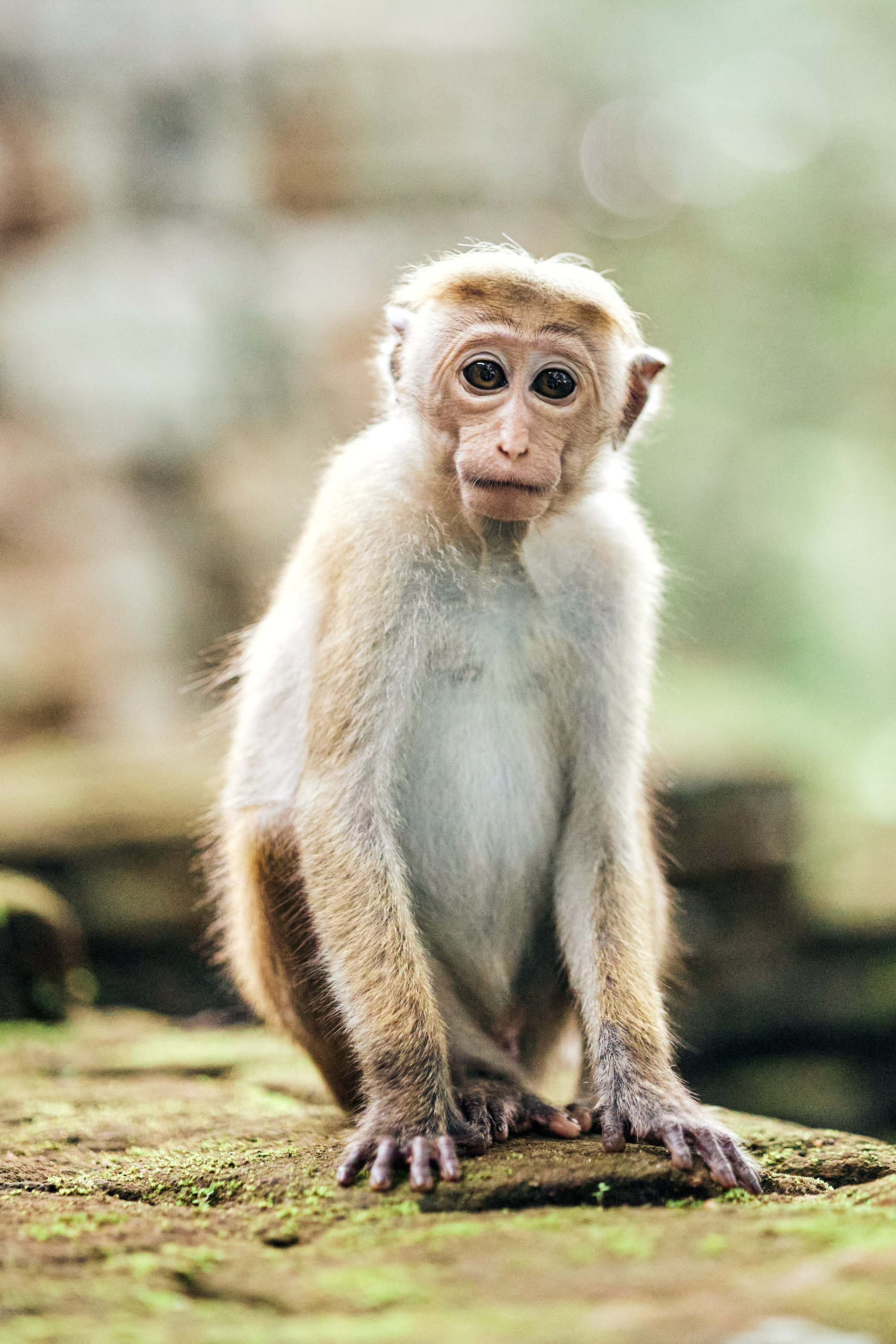 Шри-Ланка. Хороший репортажный и промышленный фотограф в Казани Алексей Щелконогов