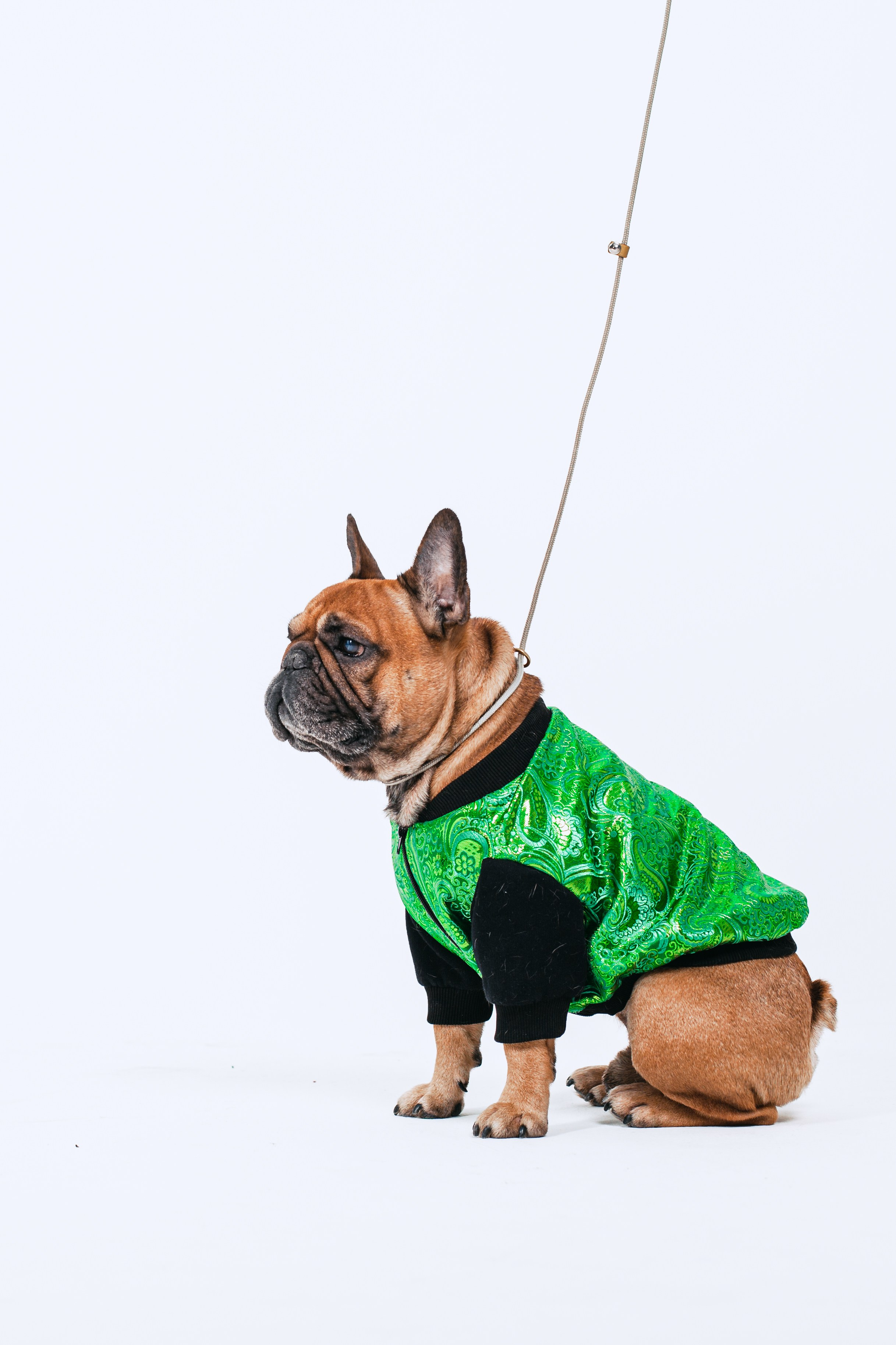 Пижамная вечеринка французских бульдогов и их хозяев. Фотограф-анималист Татьяна Степанова