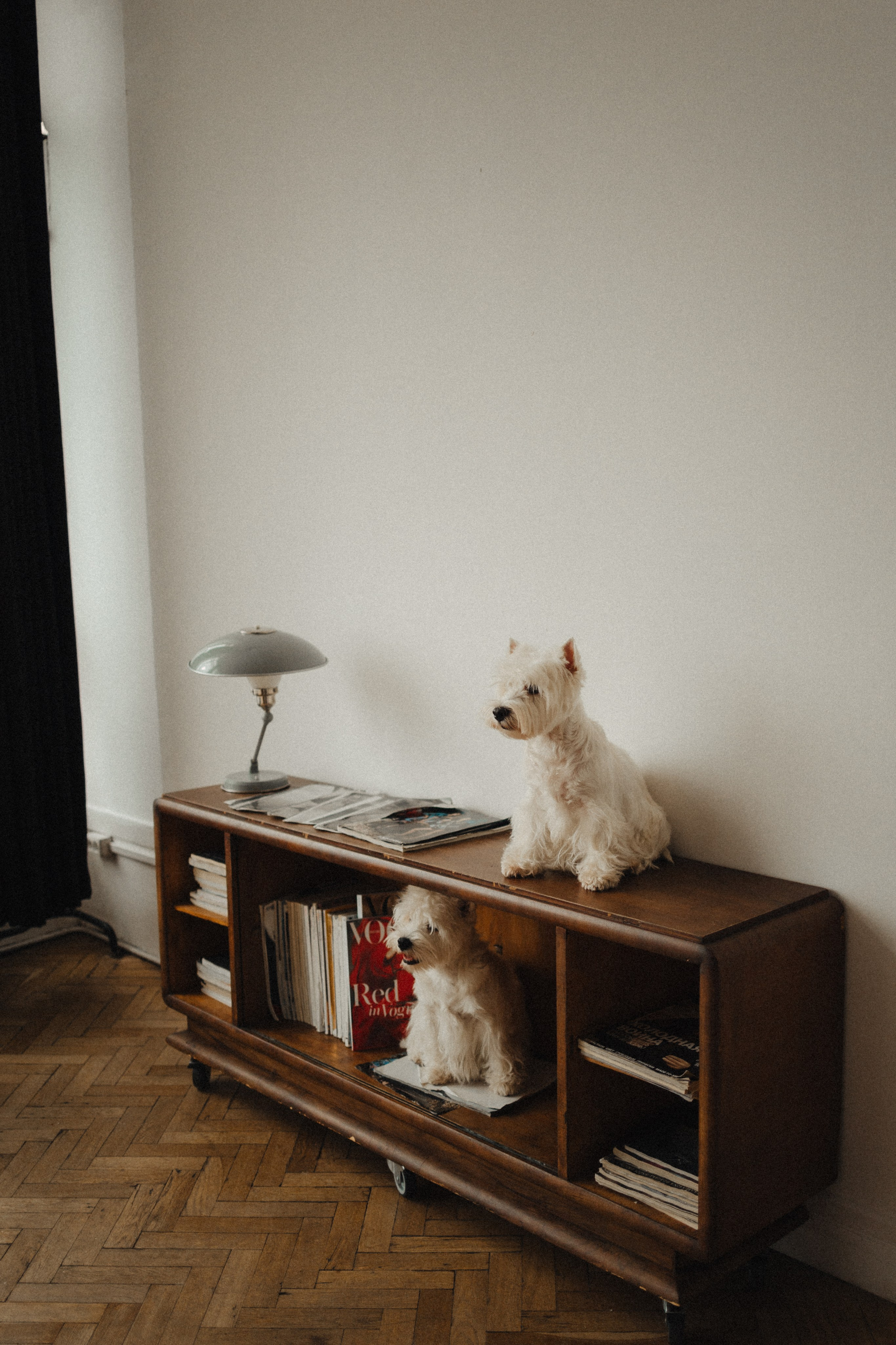 Вероника, Мята и Малина. Фотораф — анималист Мария Шистка