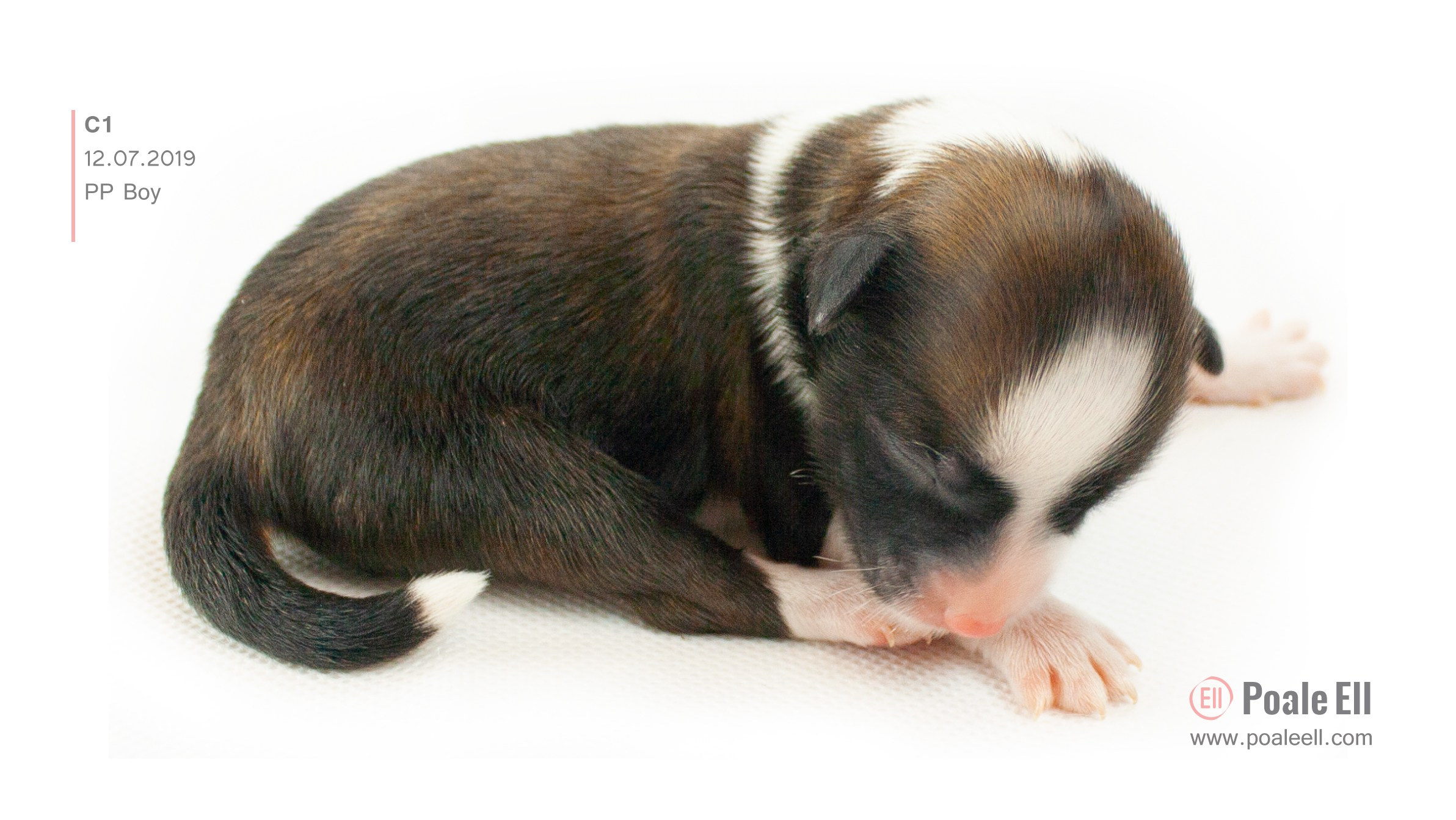 Litter C. Chinese Crested Dog Kennel Poale Ell