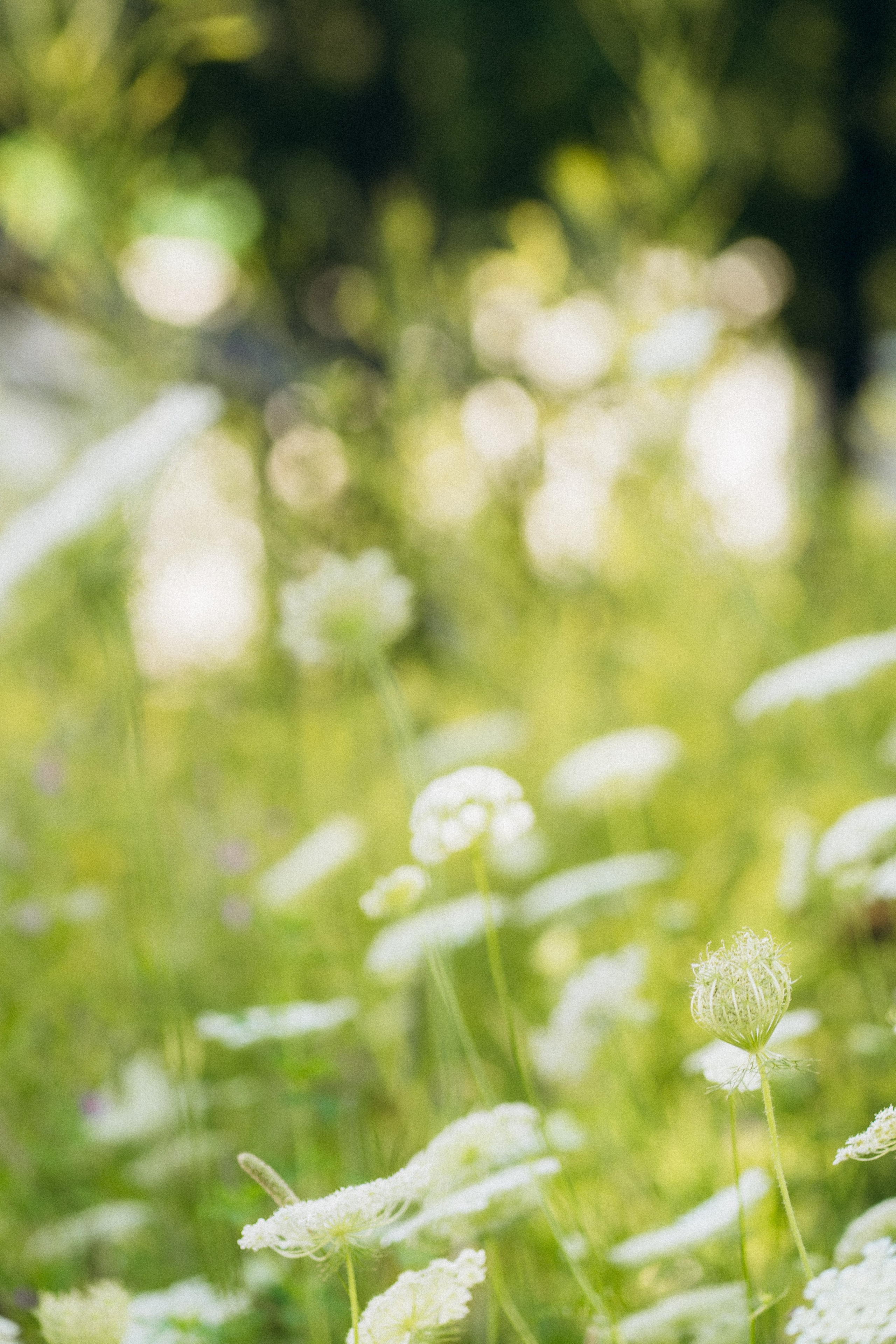 Свадебная фотосессия в Москве. Свадебный фотограф в Москве Анна Полушина