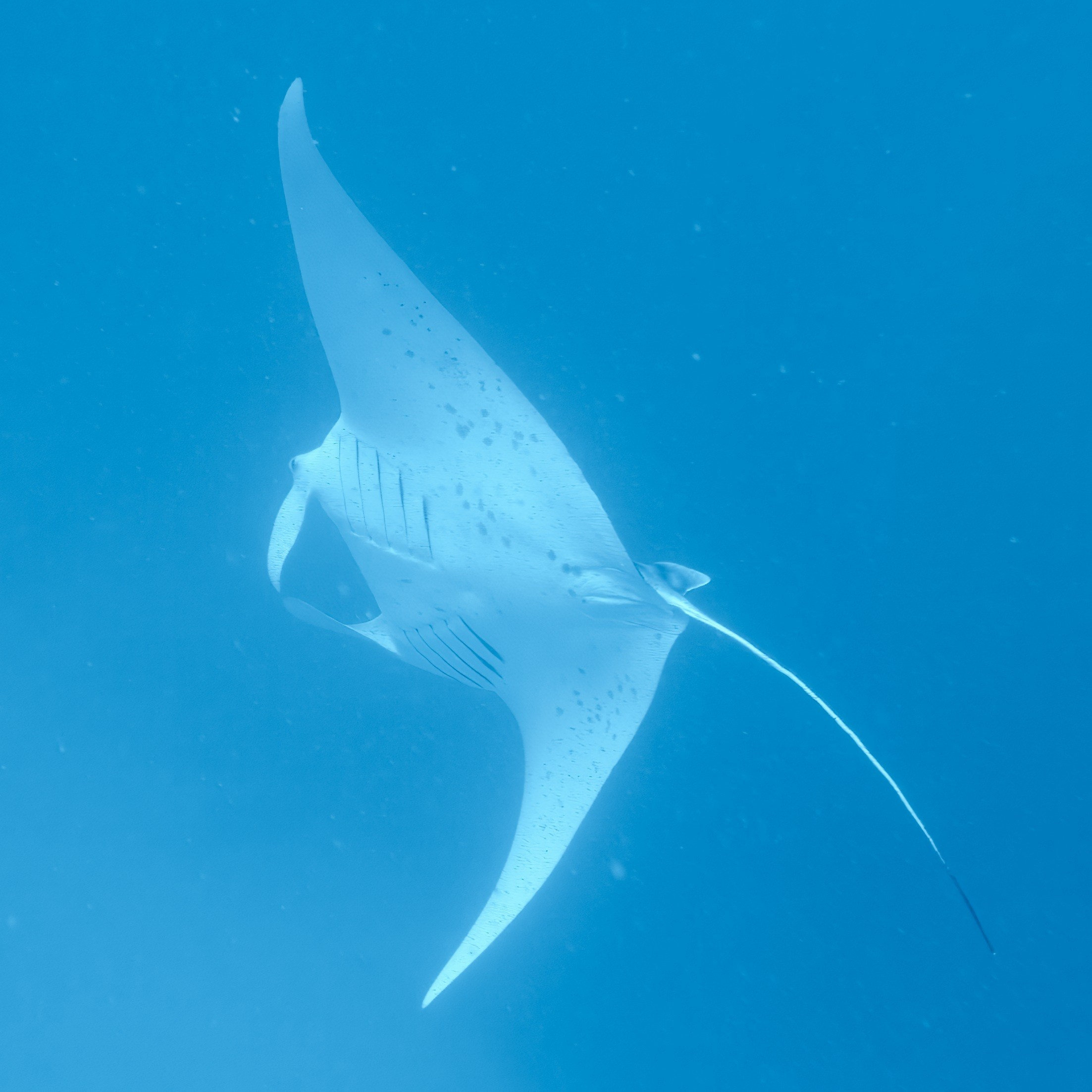 Мне посмотреть. Рыбов показываю