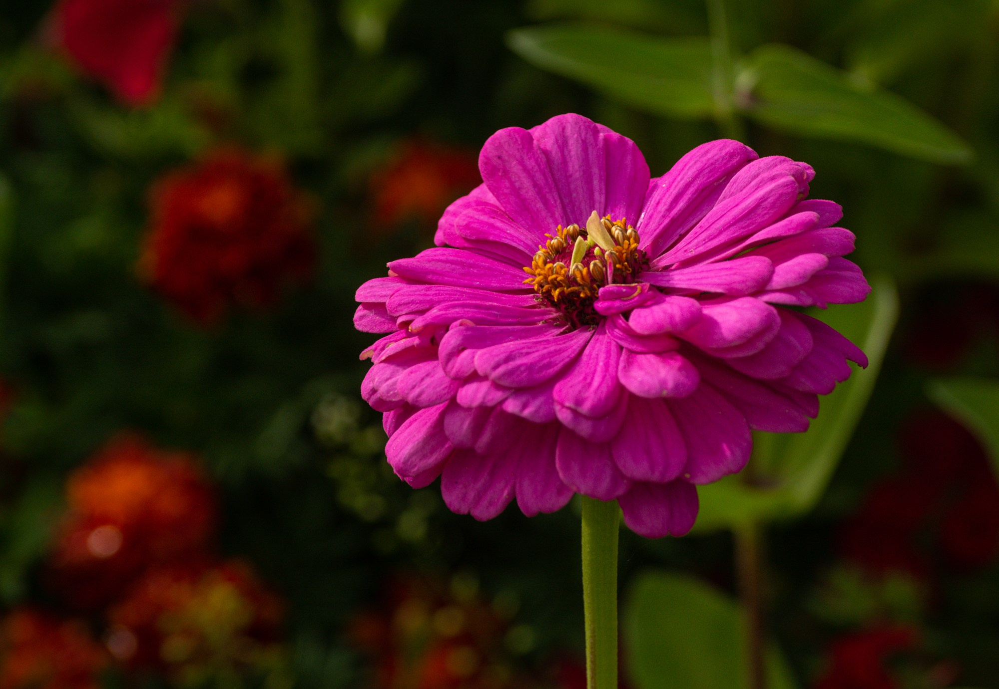 Разное. Репортажный фотограф г. Чита