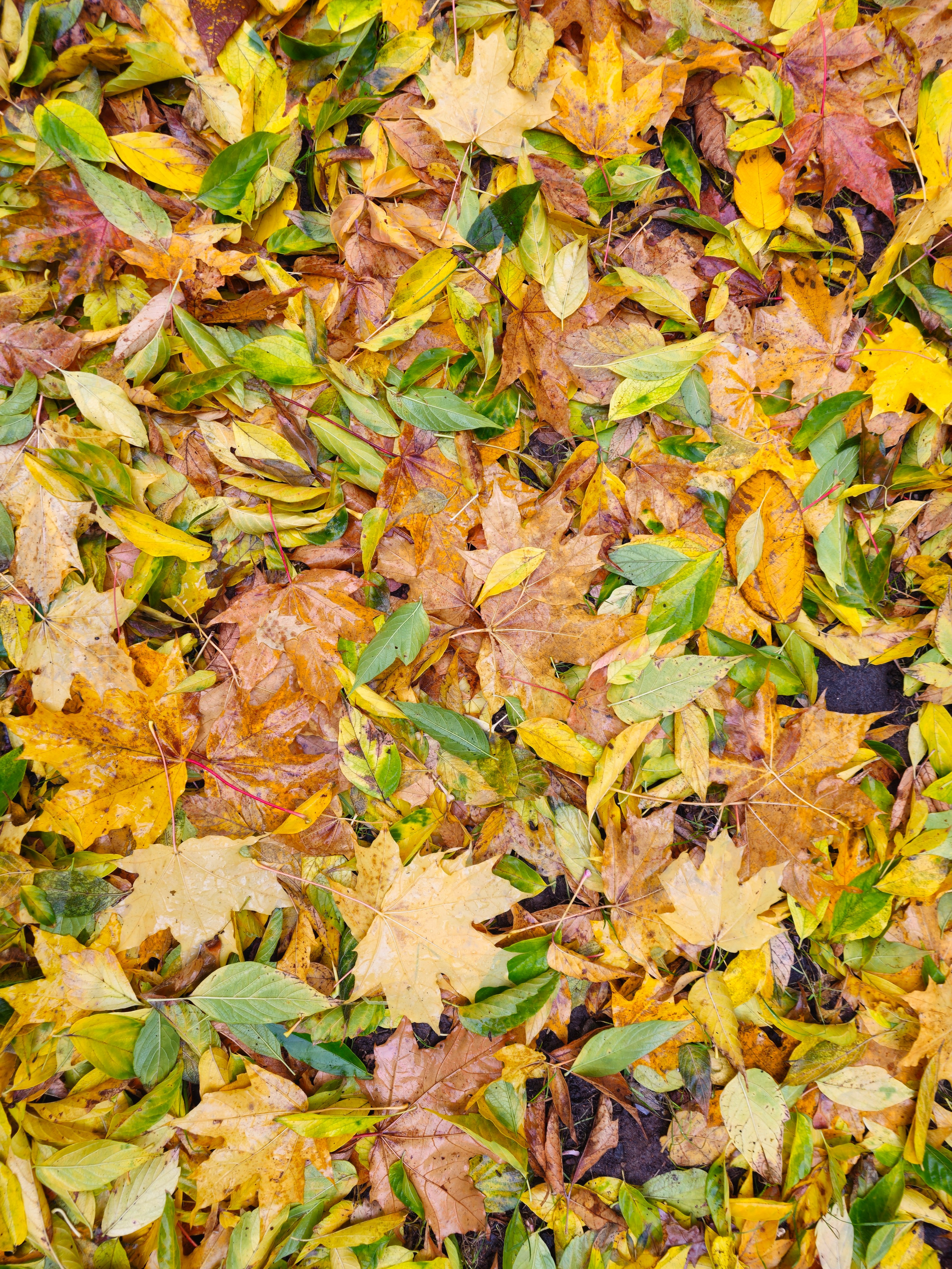 Разноцветный Осенний Ковер: Зеленый, Желтый и Коричневый. Крупный план плотного ковра опавших листьев с большим разнообразием цветов: от насыщенного зеленого до ярко-желтого и глубокого коричневого, середина или пик осеннего листопада. Крупный план: плотный ковер из опавших листьев, включающий смесь зеленых, желтых и коричневых осенних цветов.