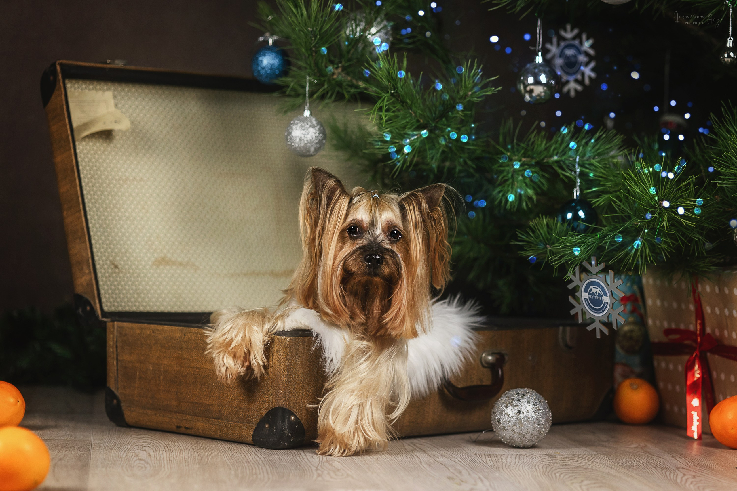 Фотодень_1 2025. Фотограф анималист Аня Ливанова | Рыбинск