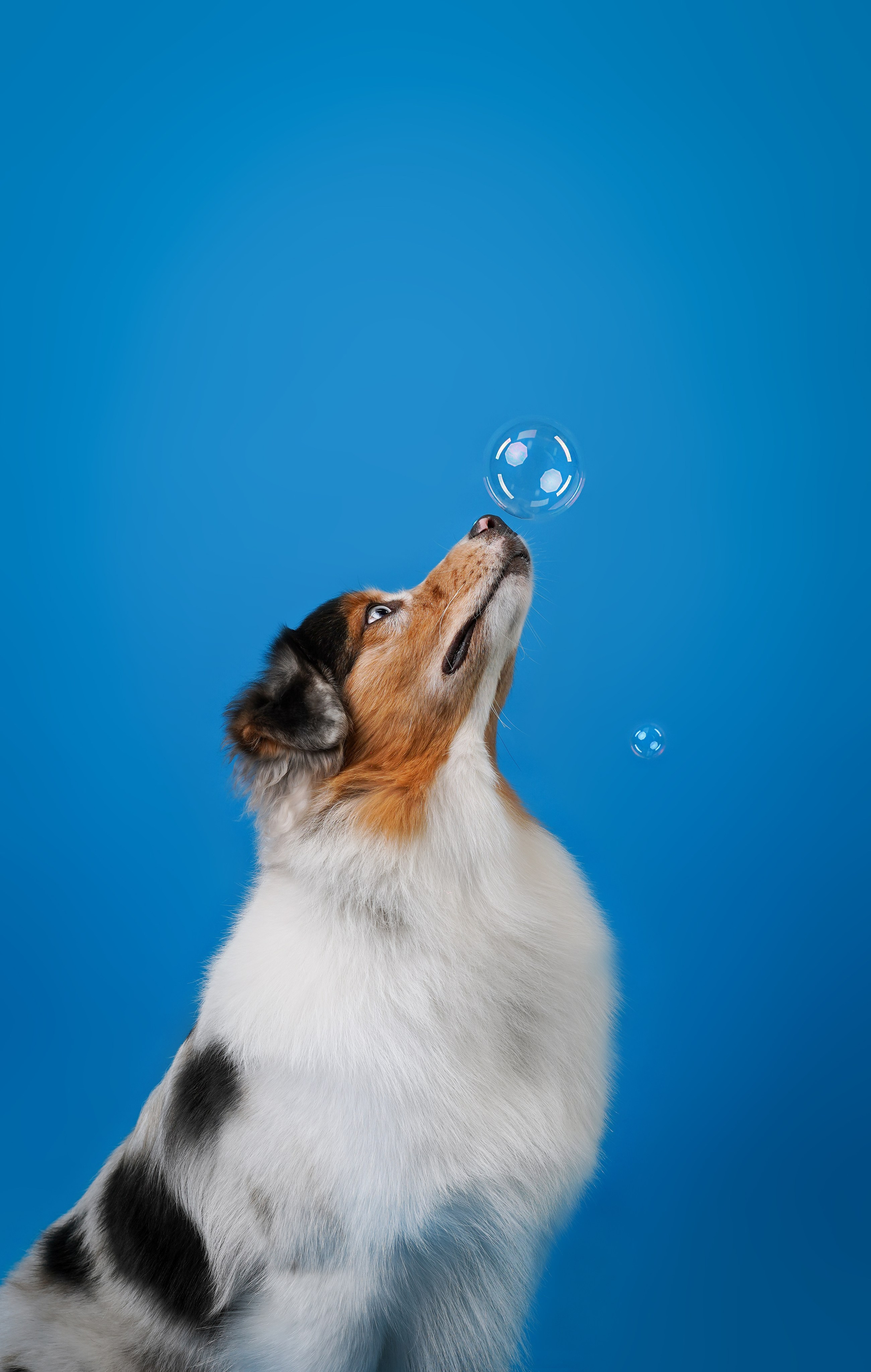 Австралийская овчарка Валли. Фотограф-анималист в Санкт-Петербурге Яна Мартынова