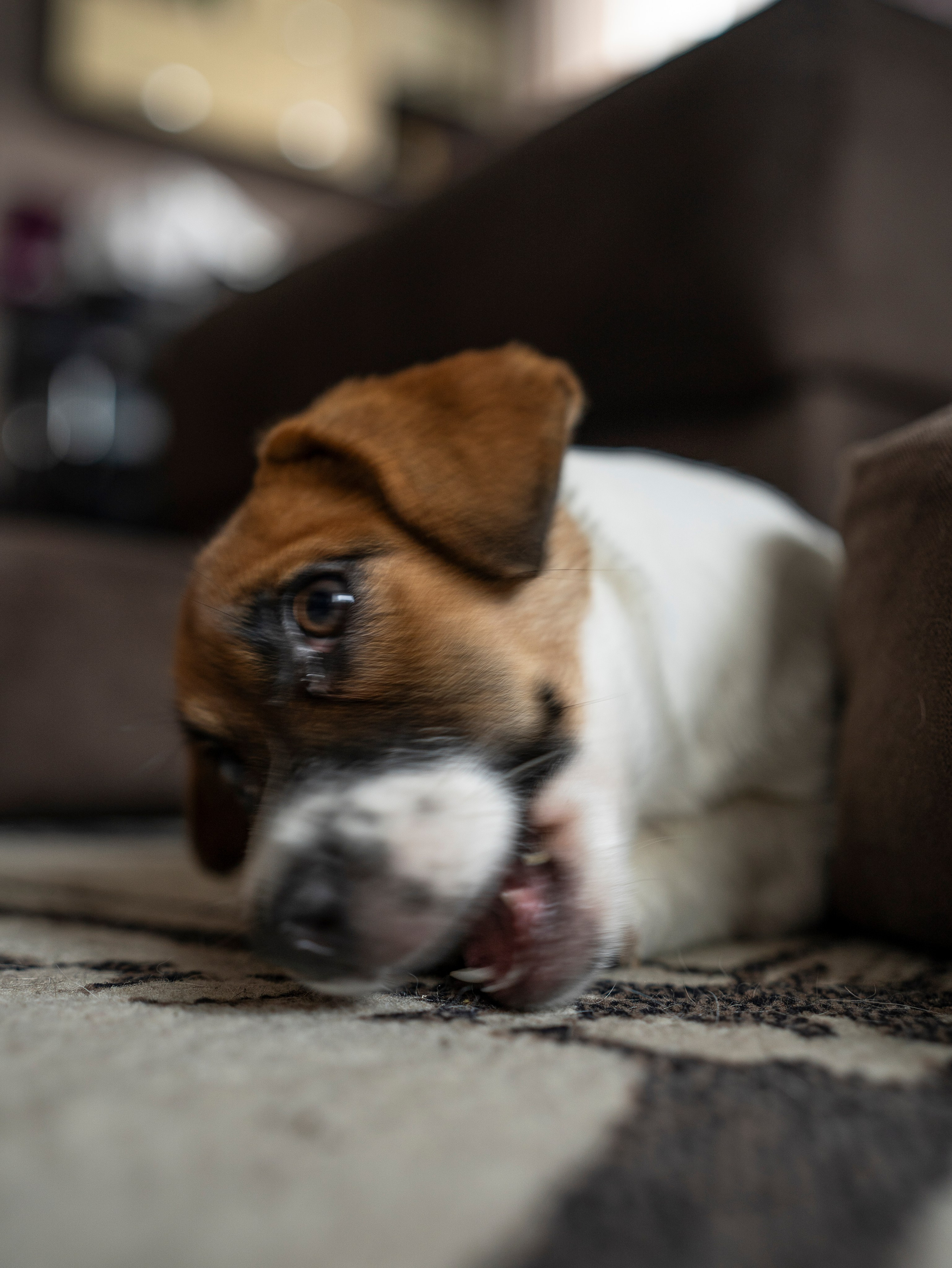 Ляля и Бандит Питомцы. Свадебный и Женский фотограф в г. Кемерово