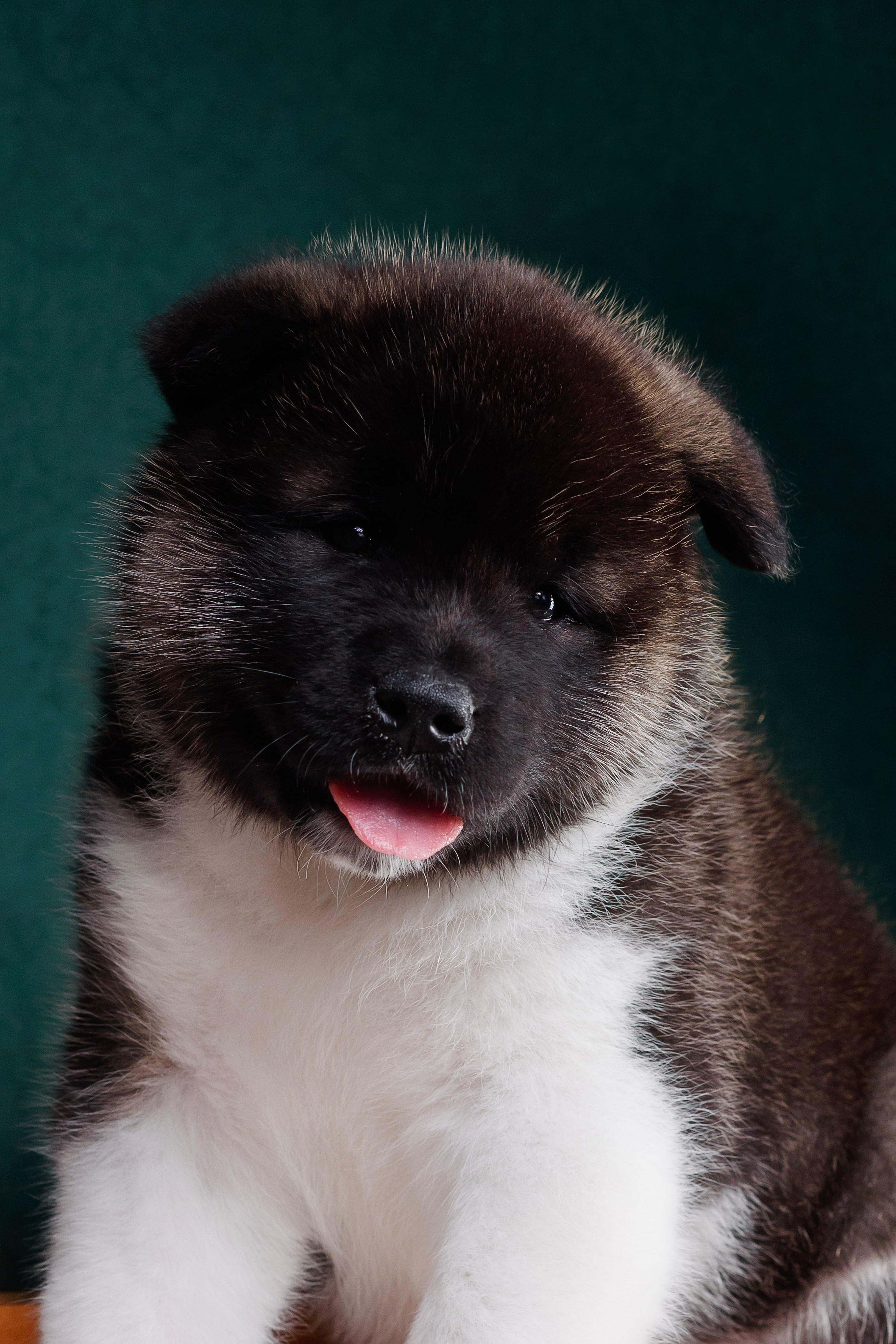 Щенки Американской Акиты. Фотограф — Анималист | Анна Абрамова