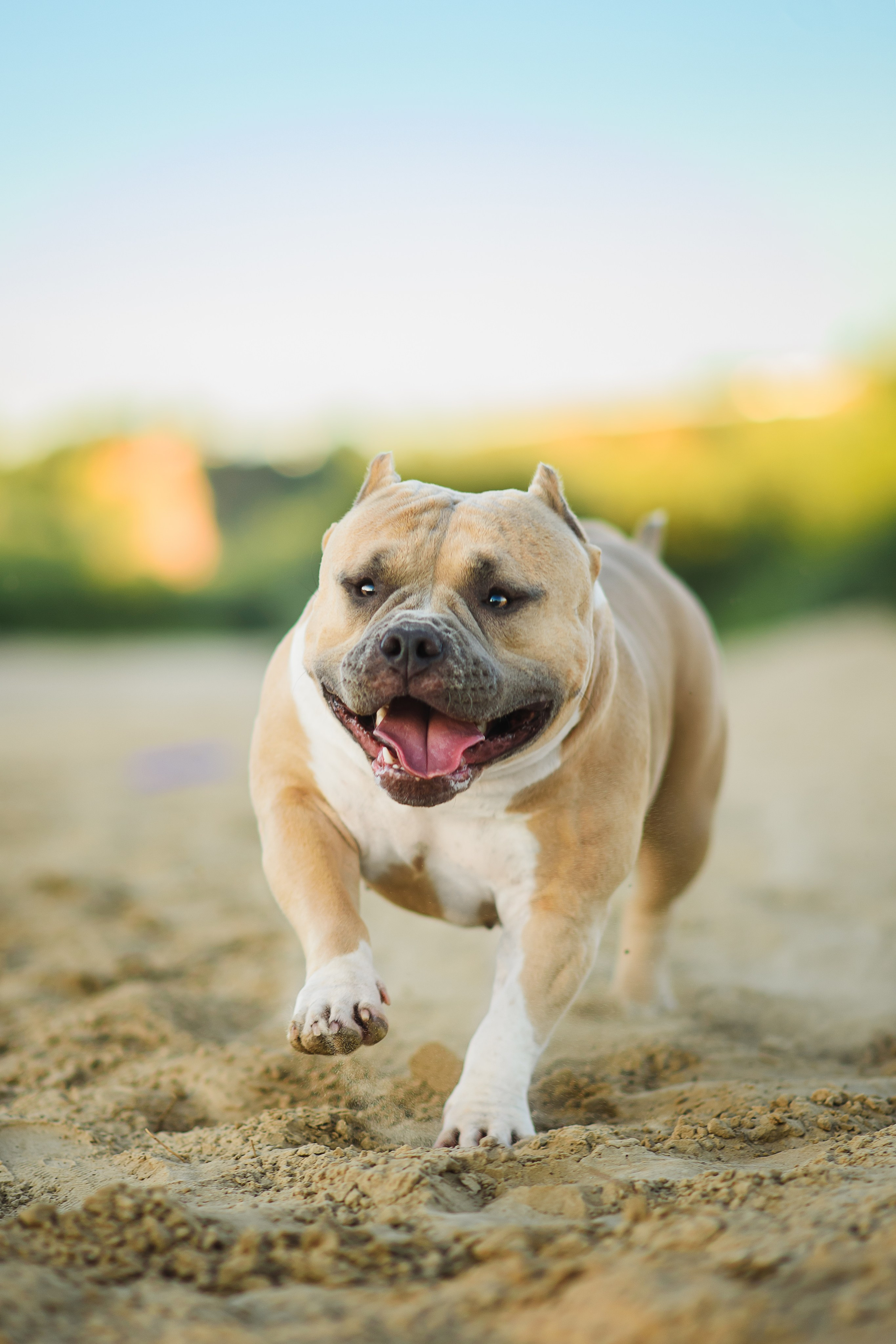 Тея — Амбулли — 23.07.2024. Фотограф — Анималист | Анна Абрамова