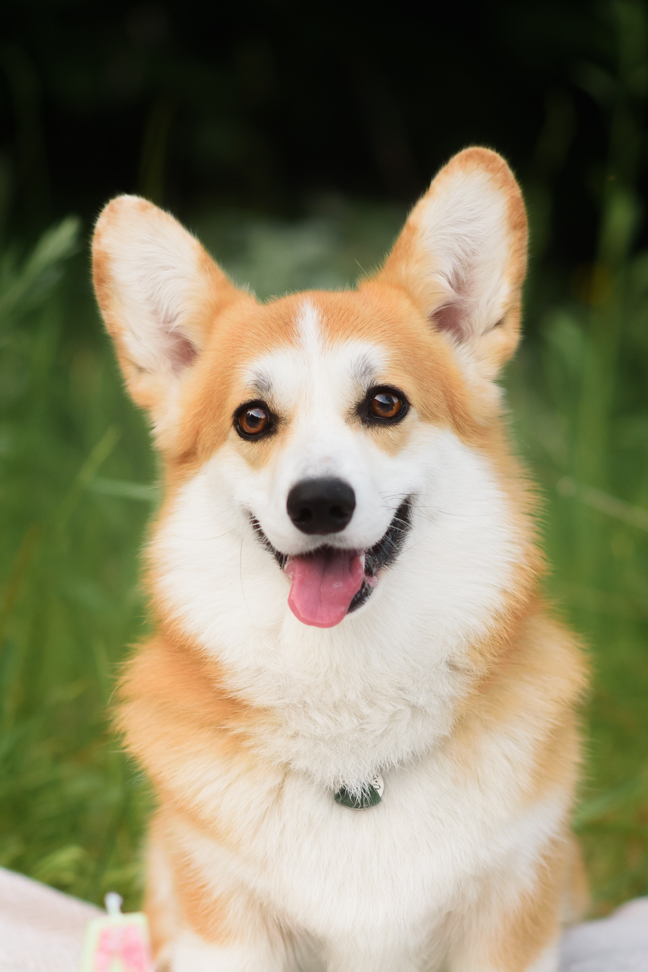 Максим, Надя, Шелби и Рой — 31.05.2025. Фотограф — Анималист | Анна Абрамова