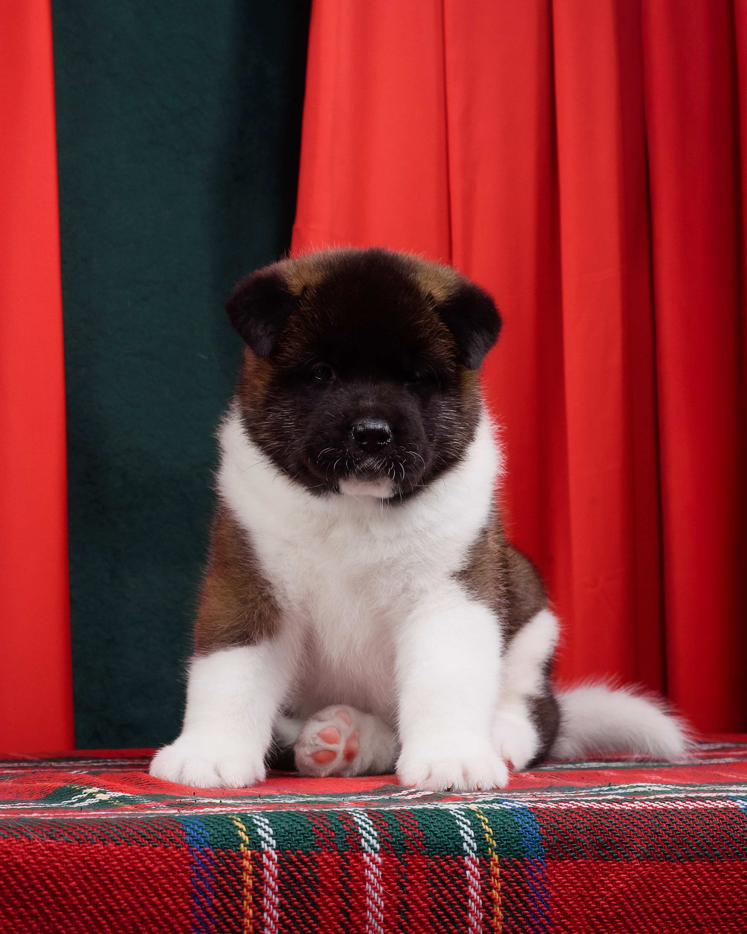 Щенки Американской Акиты. Фотограф — Анималист | Анна Абрамова