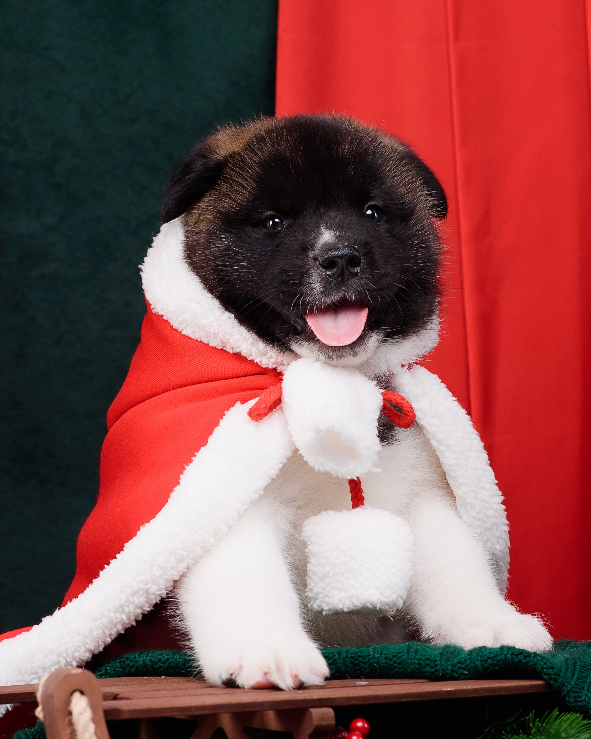 Щенки Американской Акиты. Фотограф — Анималист | Анна Абрамова