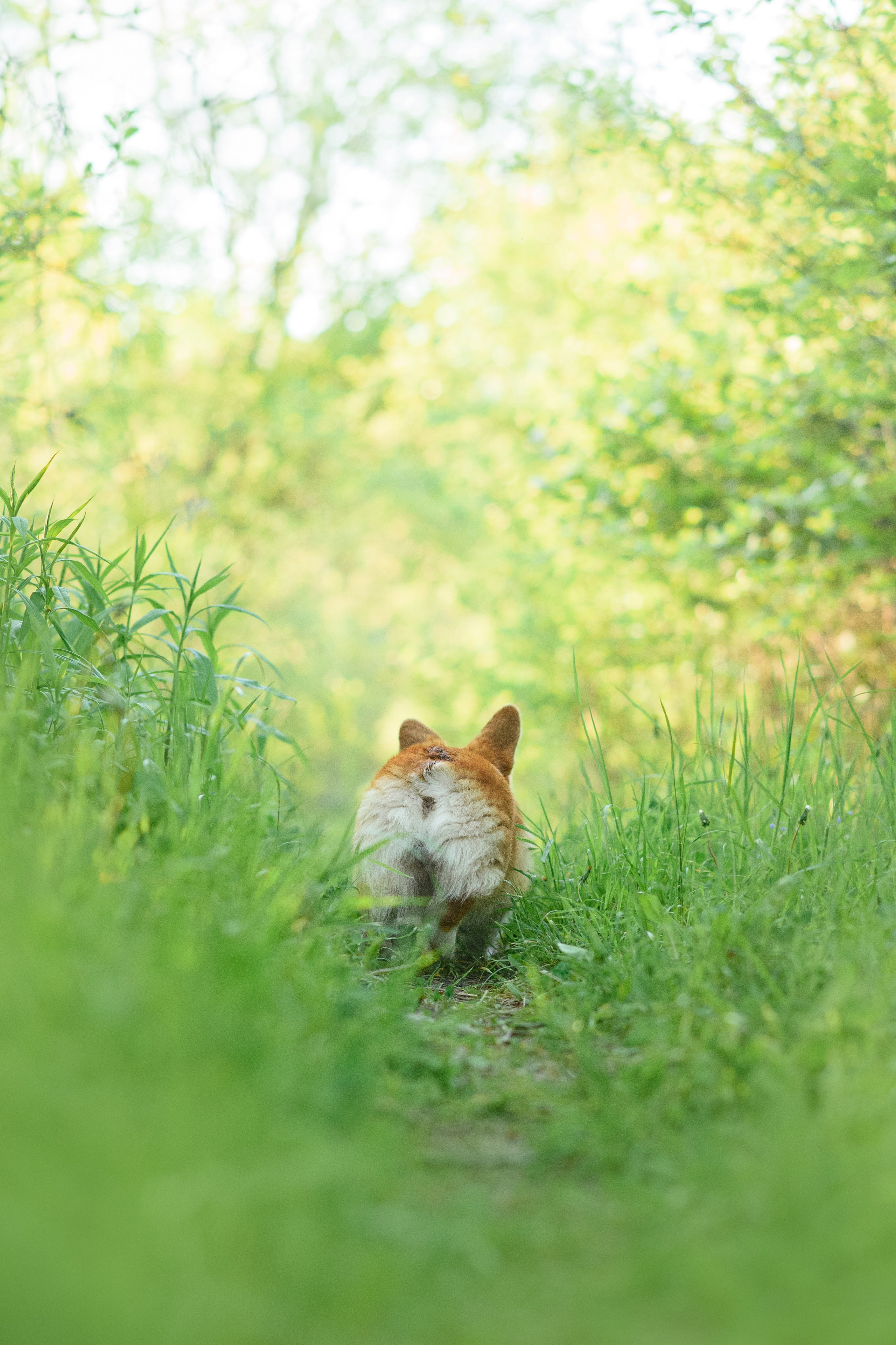 Синнабон — 25.05.2024. Фотограф — Анималист | Анна Абрамова