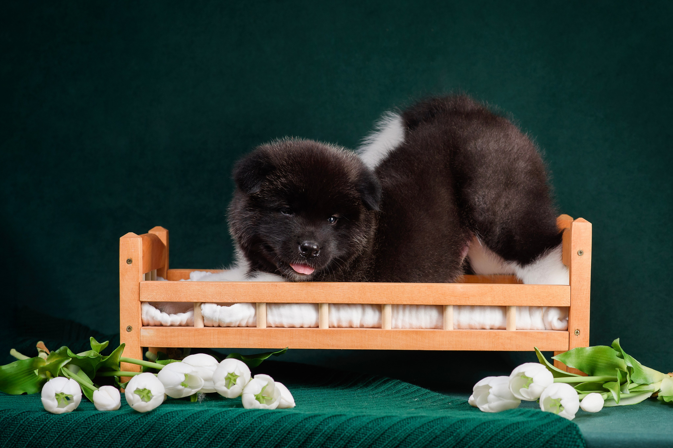 Щенки Американской Акиты. Фотограф — Анималист | Анна Абрамова