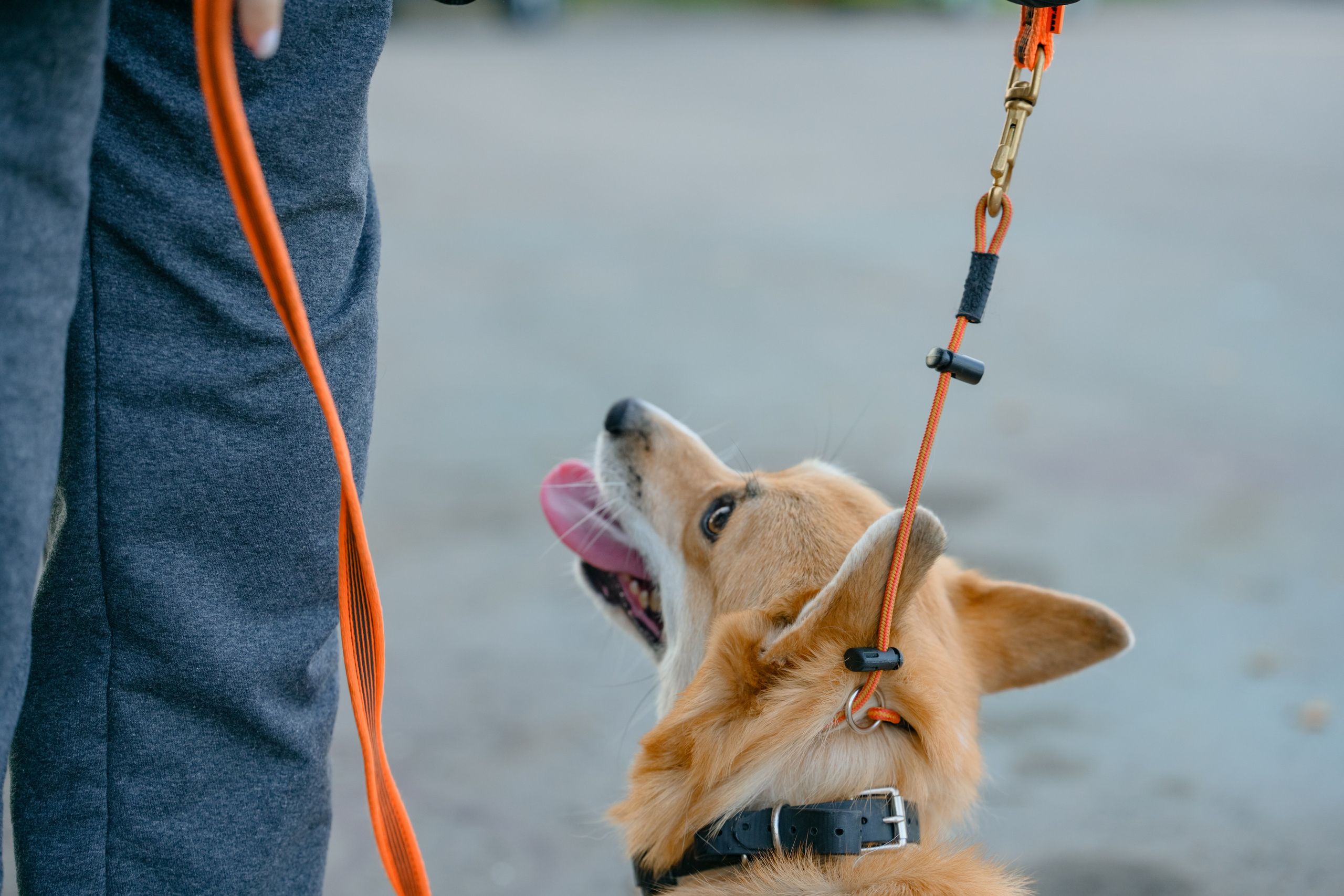 Катя группа. Семейный фотограф и анималист в Москве и Московской области