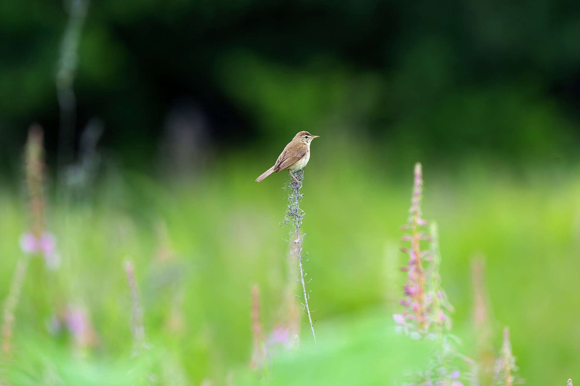 Удивительные мир птиц. Вокруг нас столько прекрасного — присмотритесь!. Ваш личный фотограф Марина Волкова
