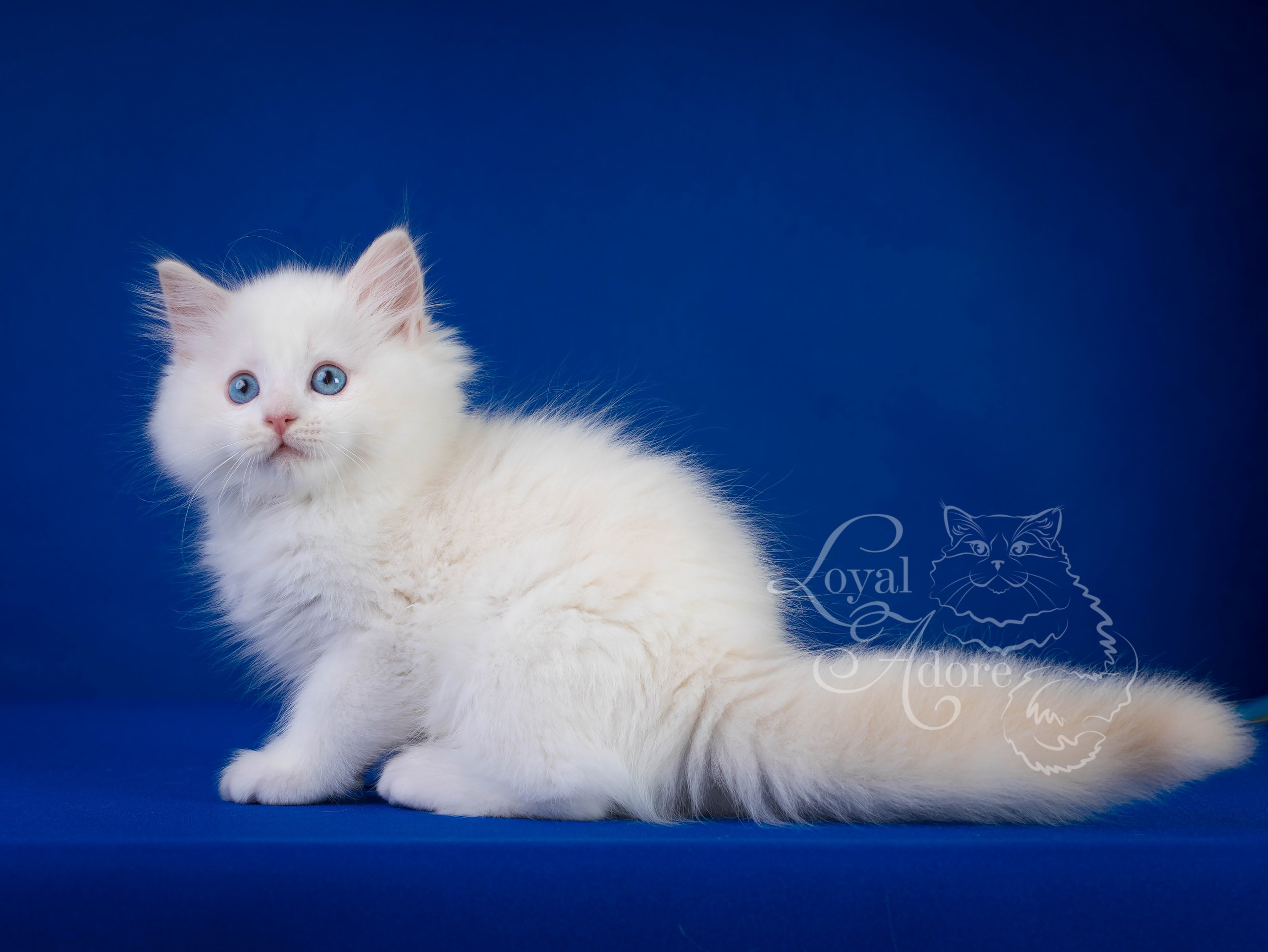 Котята рэгдолл от Loyal Adore. Питомник рэгдолл Loyal Adore