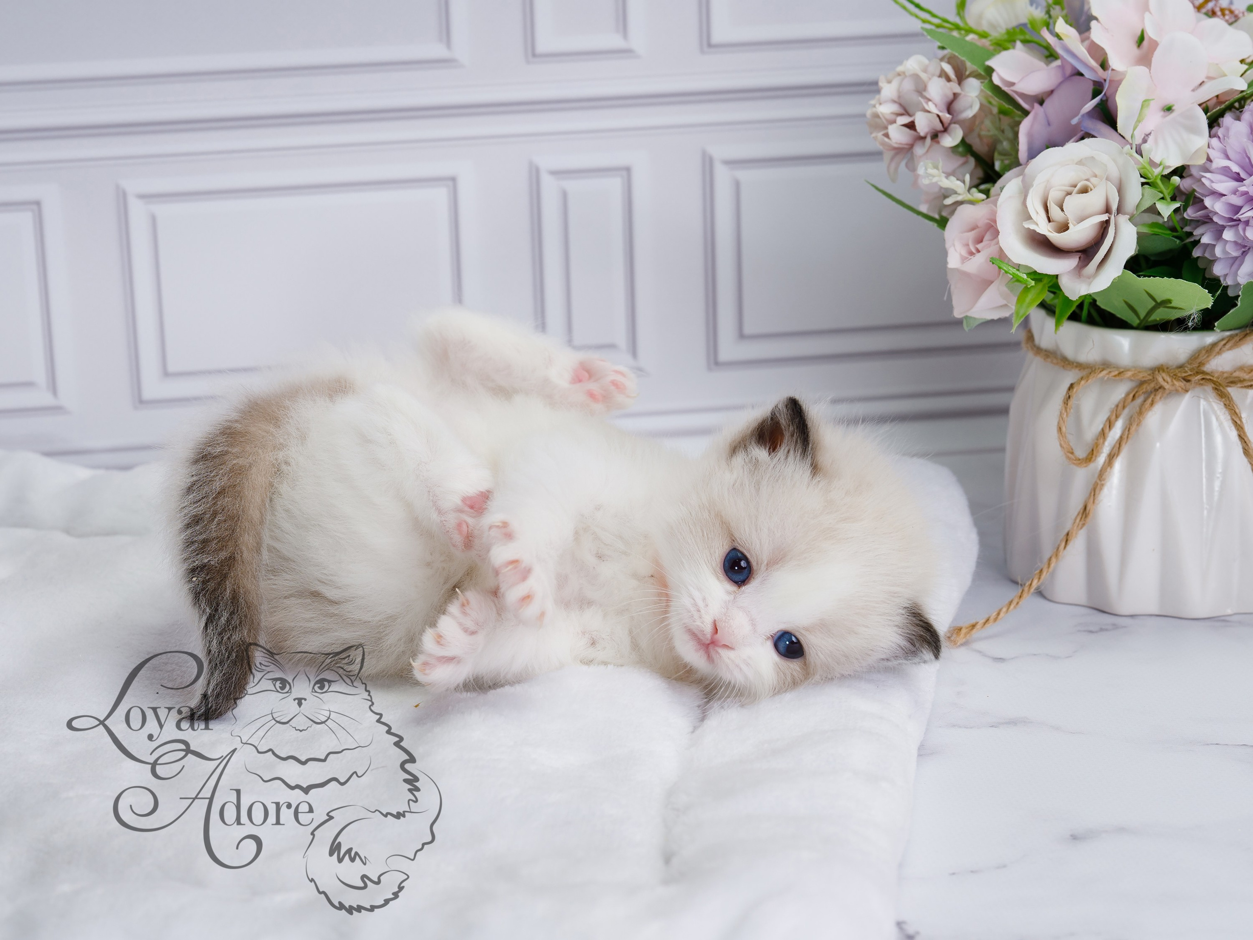 Котята рэгдолл от Loyal Adore. Питомник рэгдолл Loyal Adore