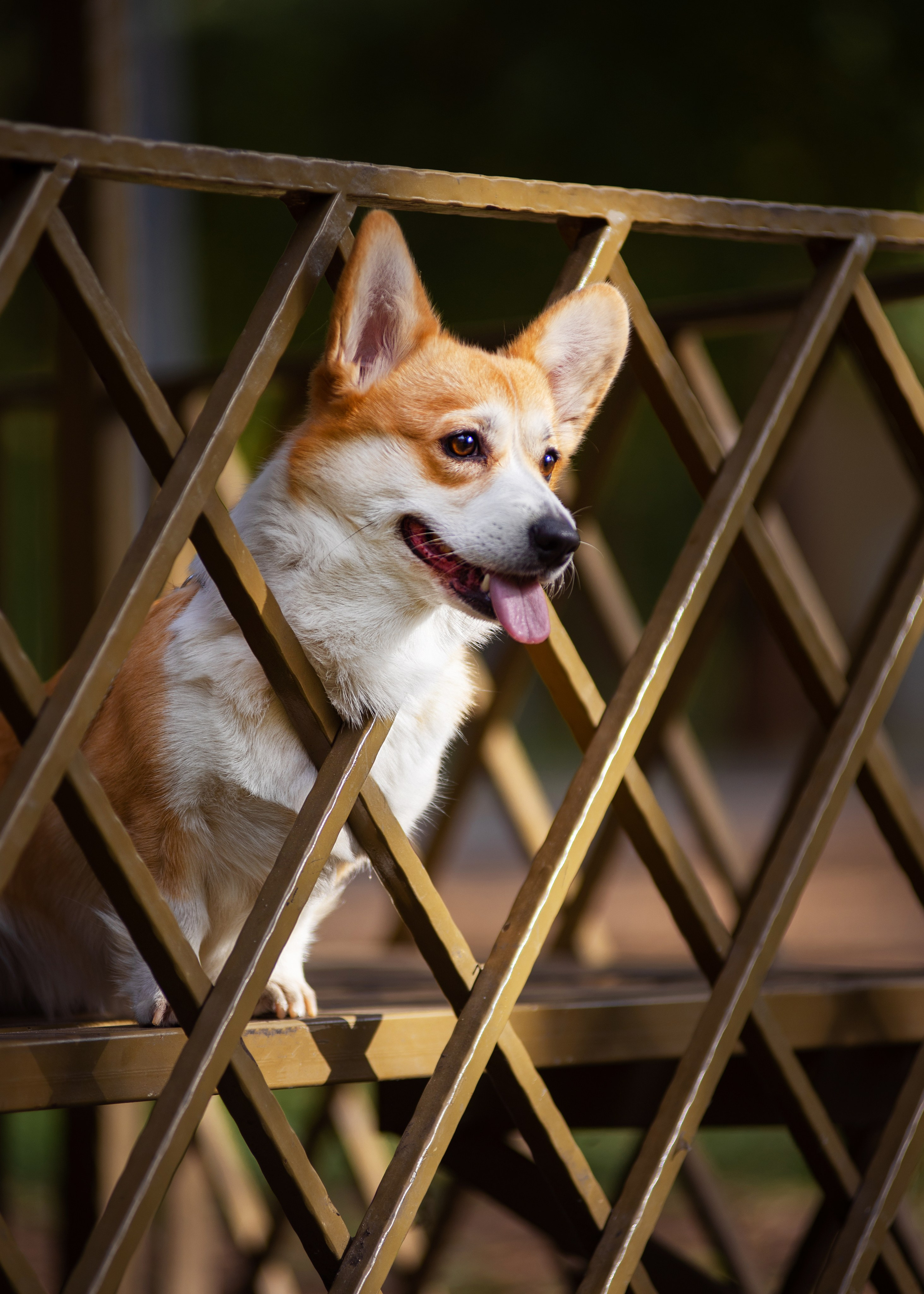 Осень с рыжими собаками. Дог-фотограф в Тюмени Александра Королева