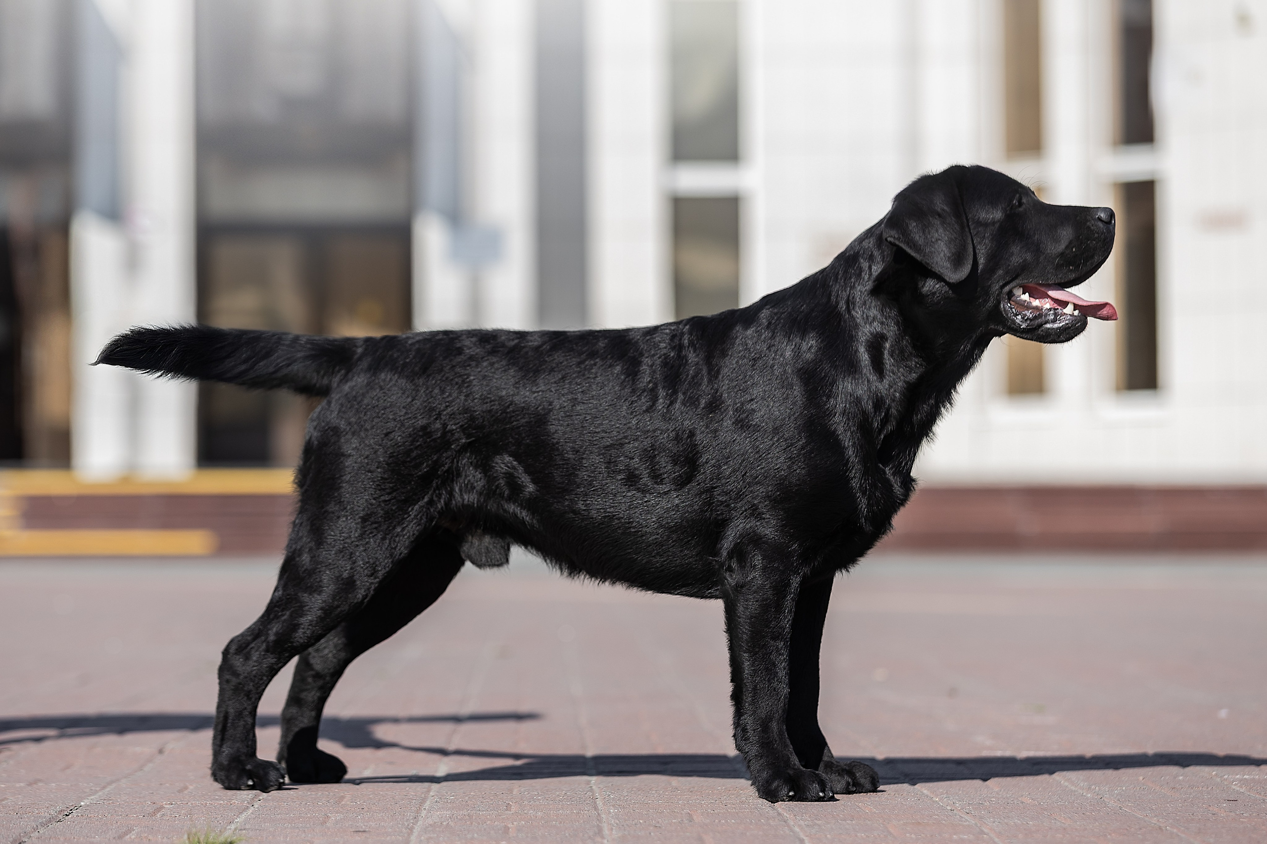 Фоторепортаж с выставки собак. Фотограф Анималист Наталья Корс Екатеринбург