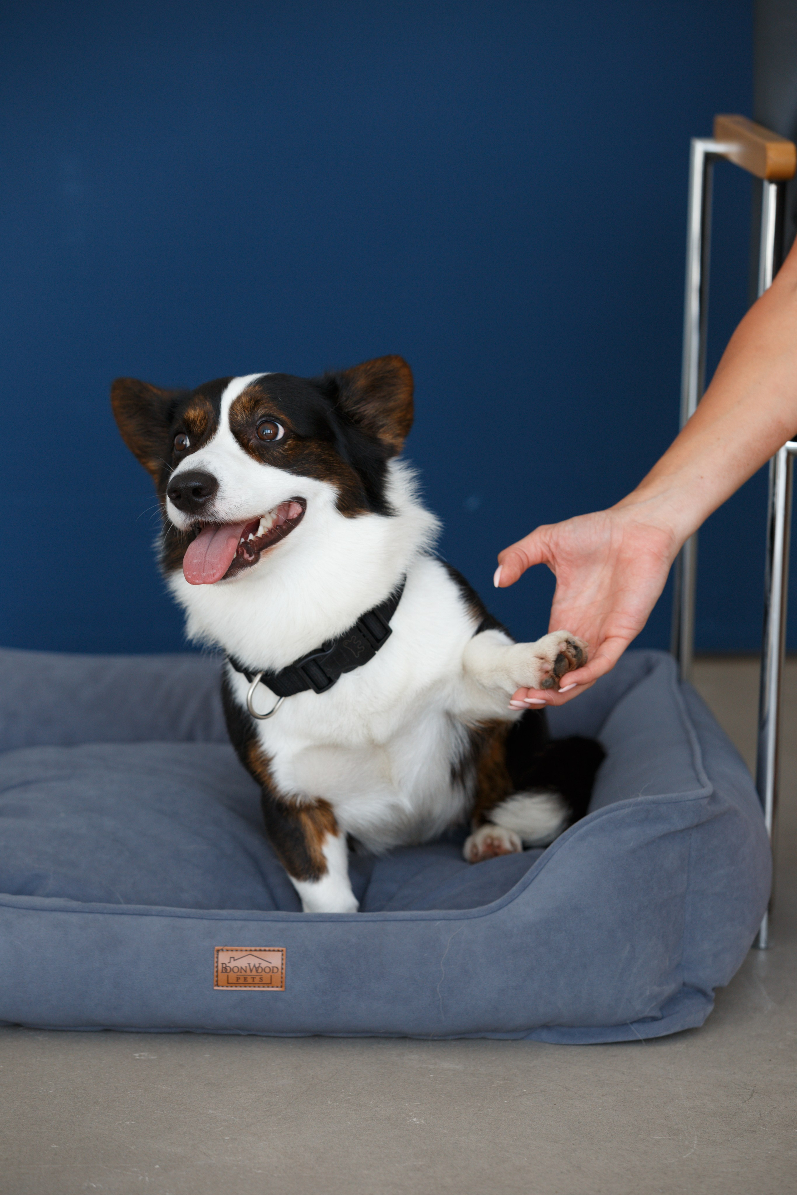 Boonwood Pets лежанки для животных. Фотограф анималист Кристина Карпова, Москва